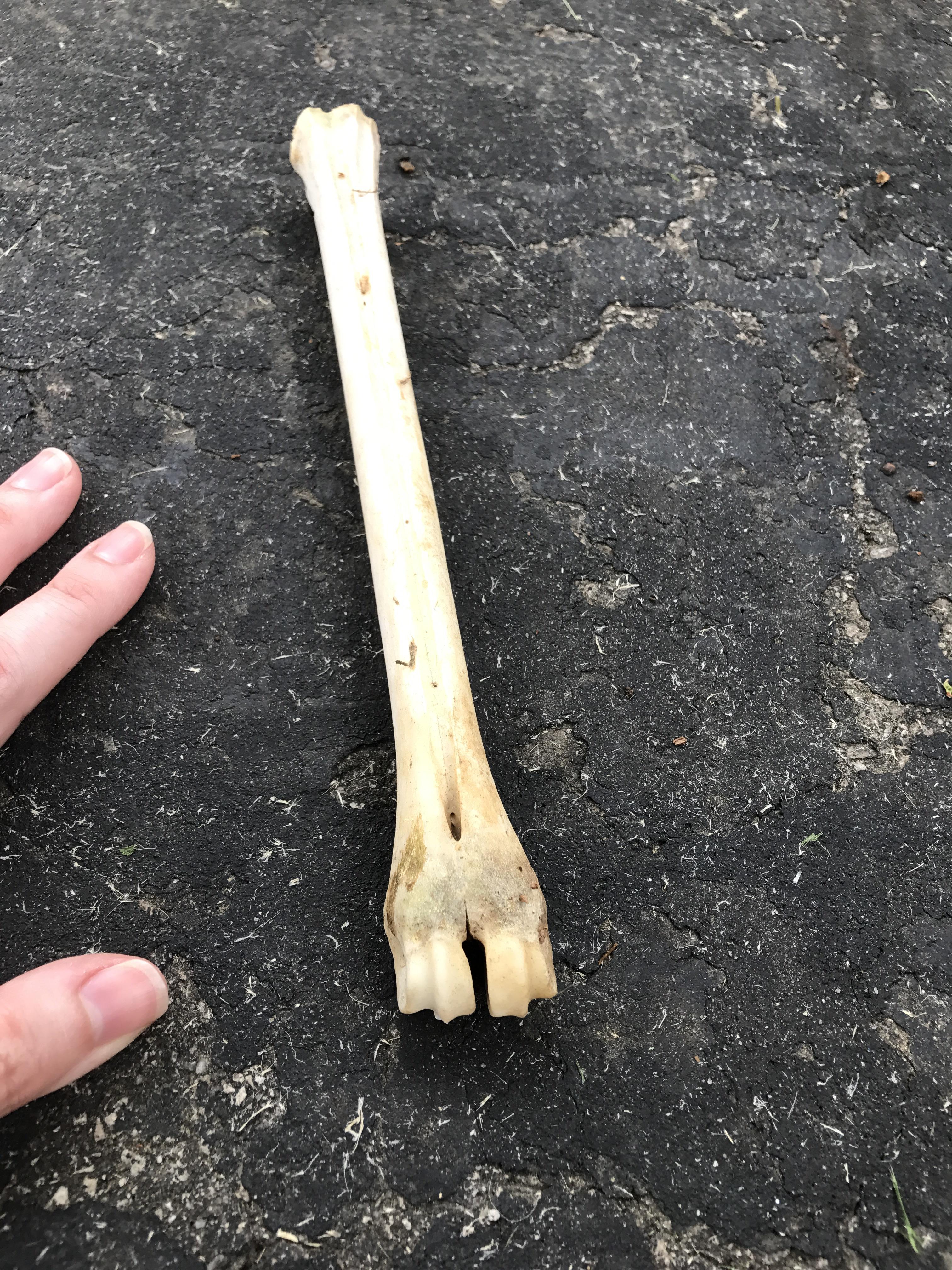 Can anyone identify what animal this bone is from? Showed up in my yard