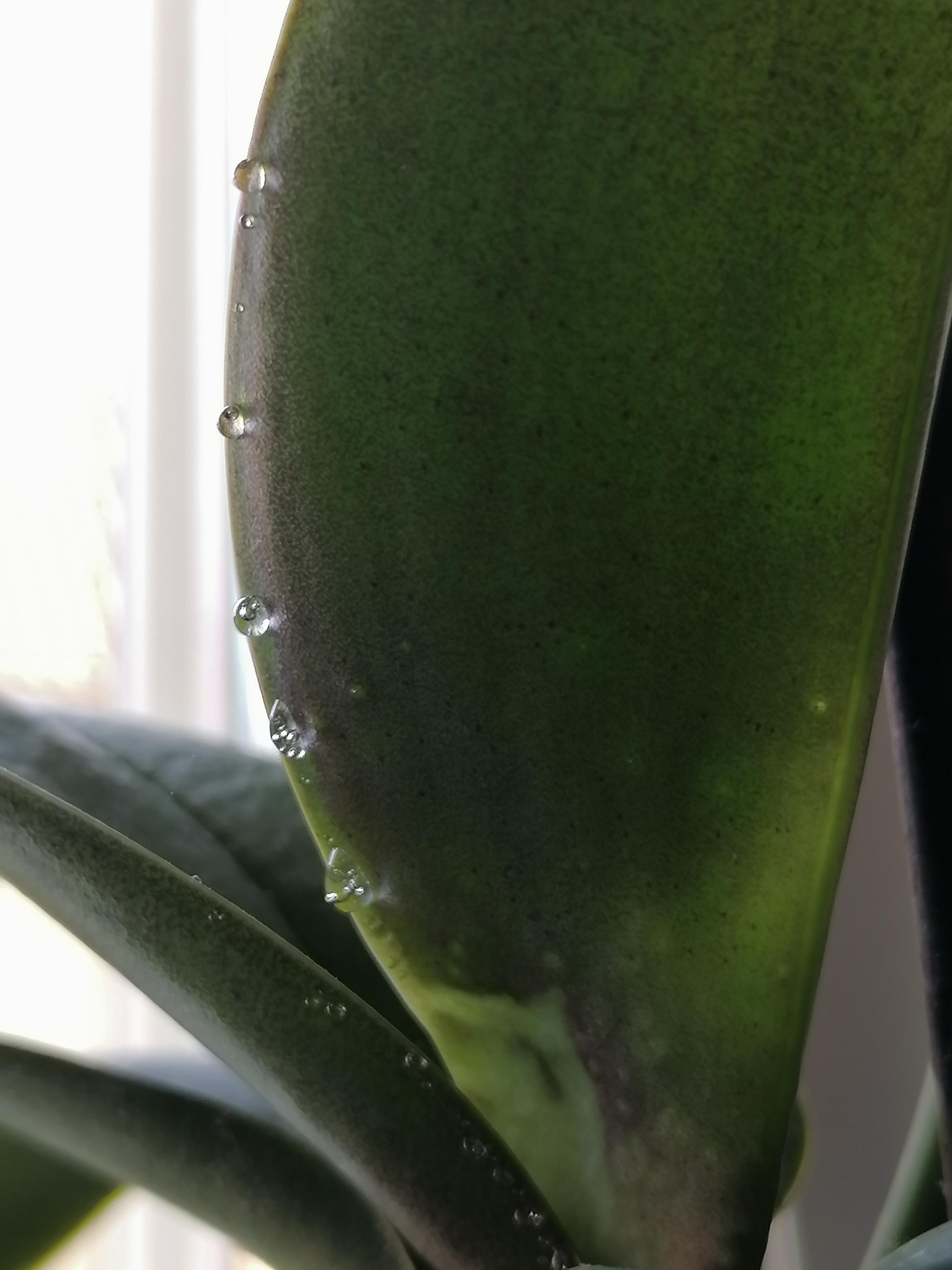 why is my orchid sweating only on the underside of the edge of the