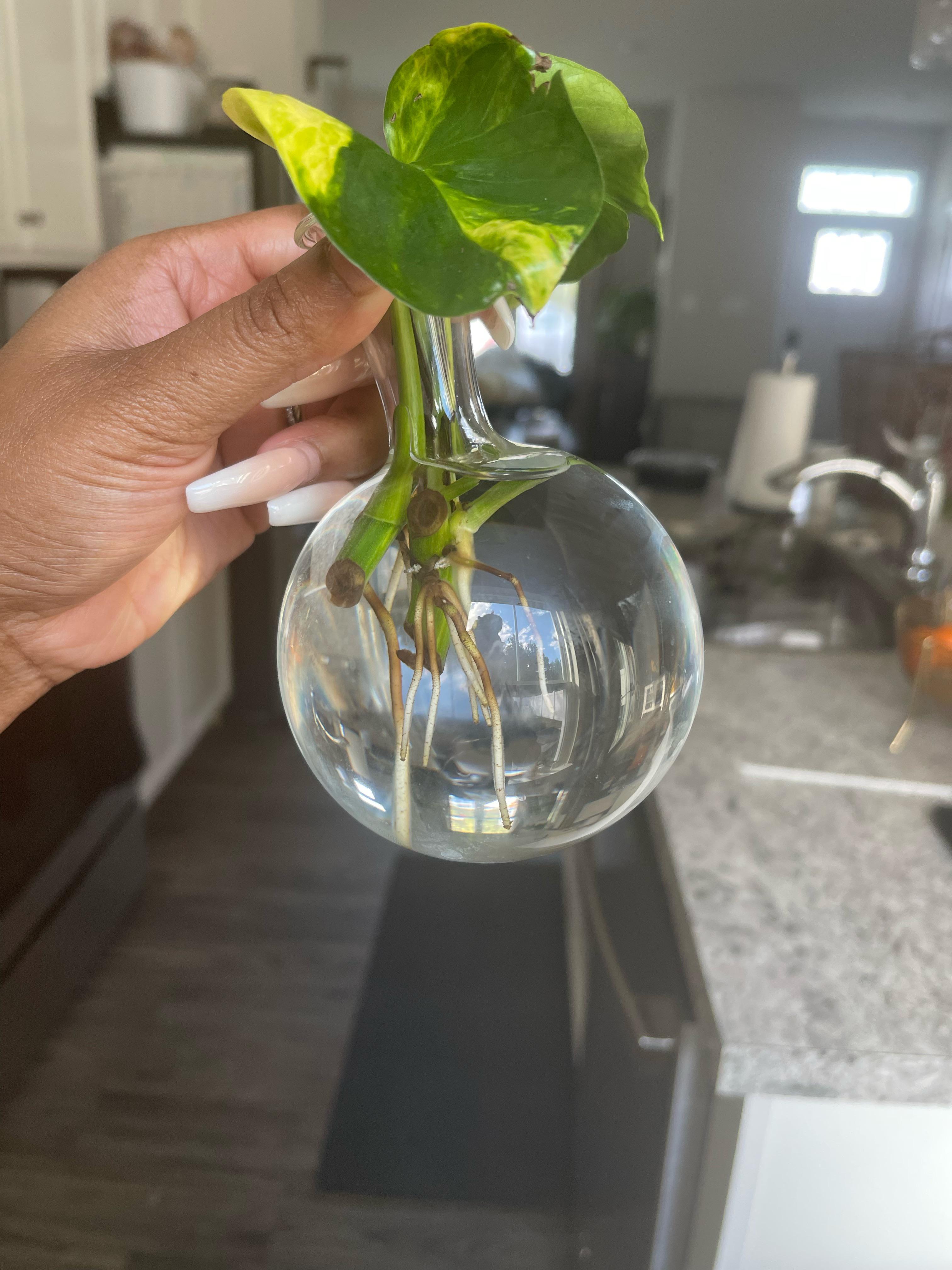 I propagated my first Pothos. Can I transfer it to soil or does it