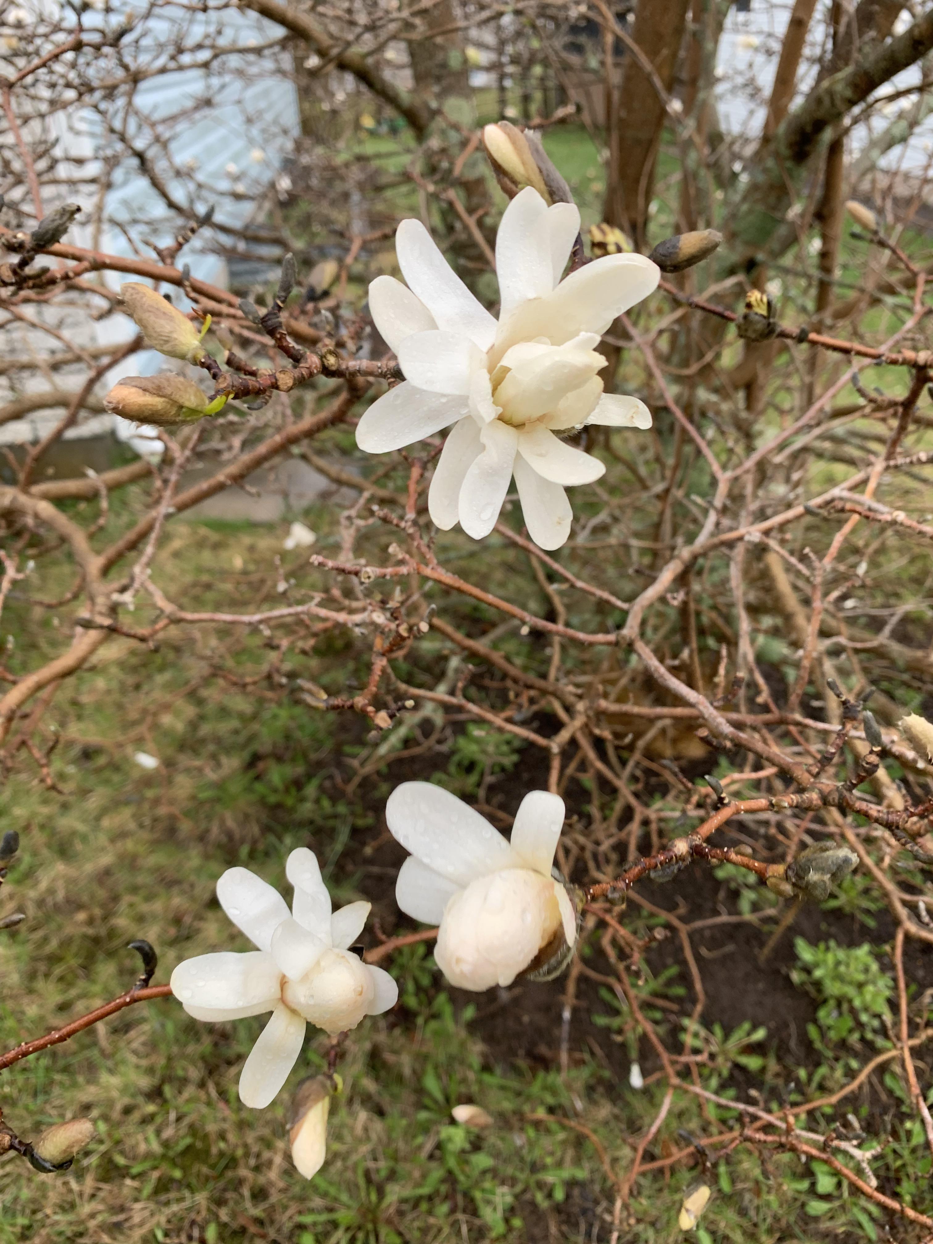 This is my Sugar Magnolia tree, literally blossoms blooming r