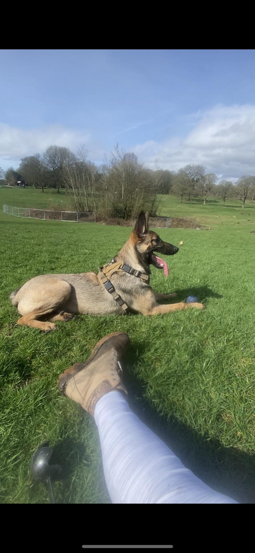 Do people get their Malinois male neutered? r/BelgianMalinois