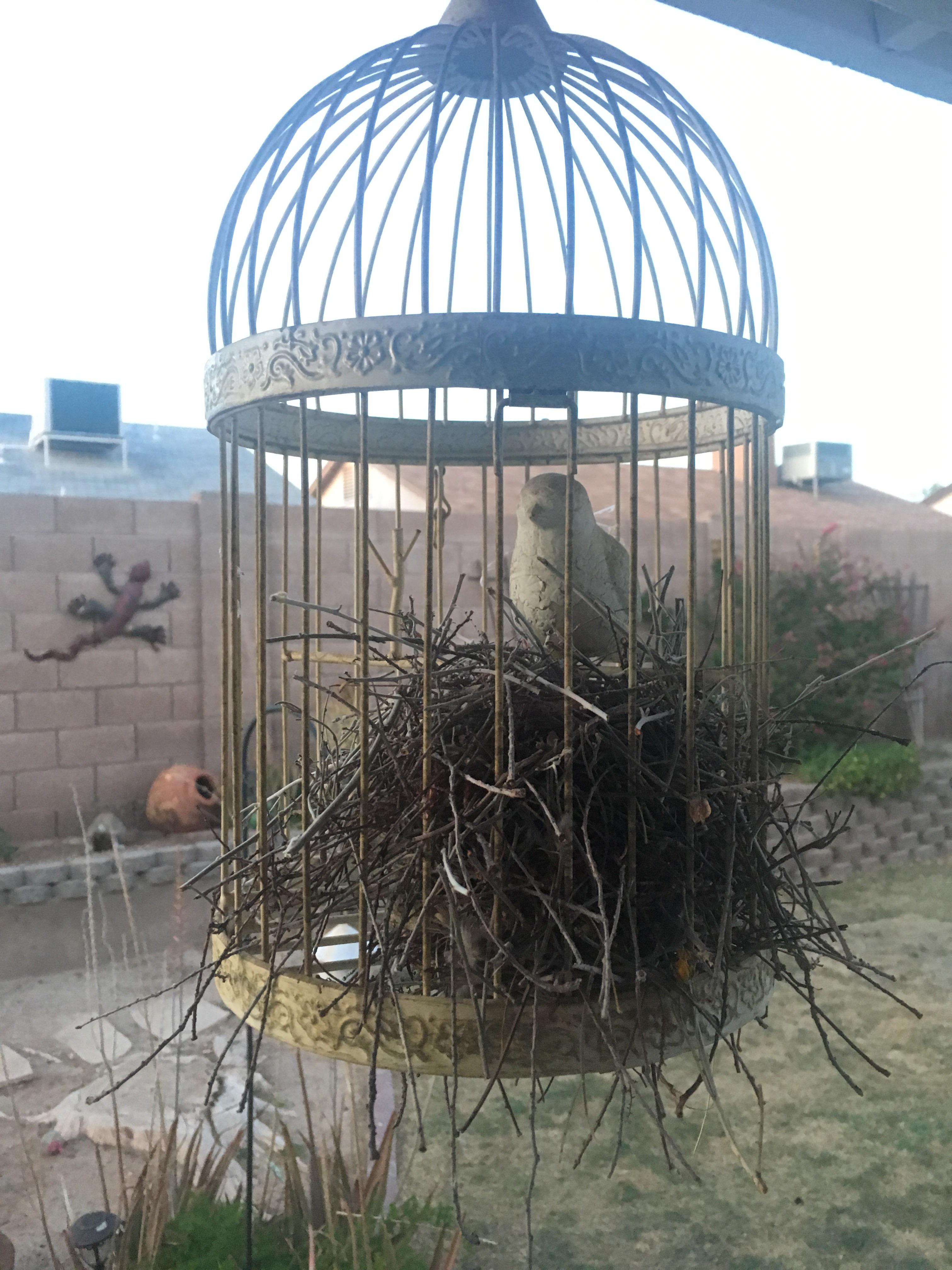 Real birds started to build a nest in my moms fake bird cage decor r