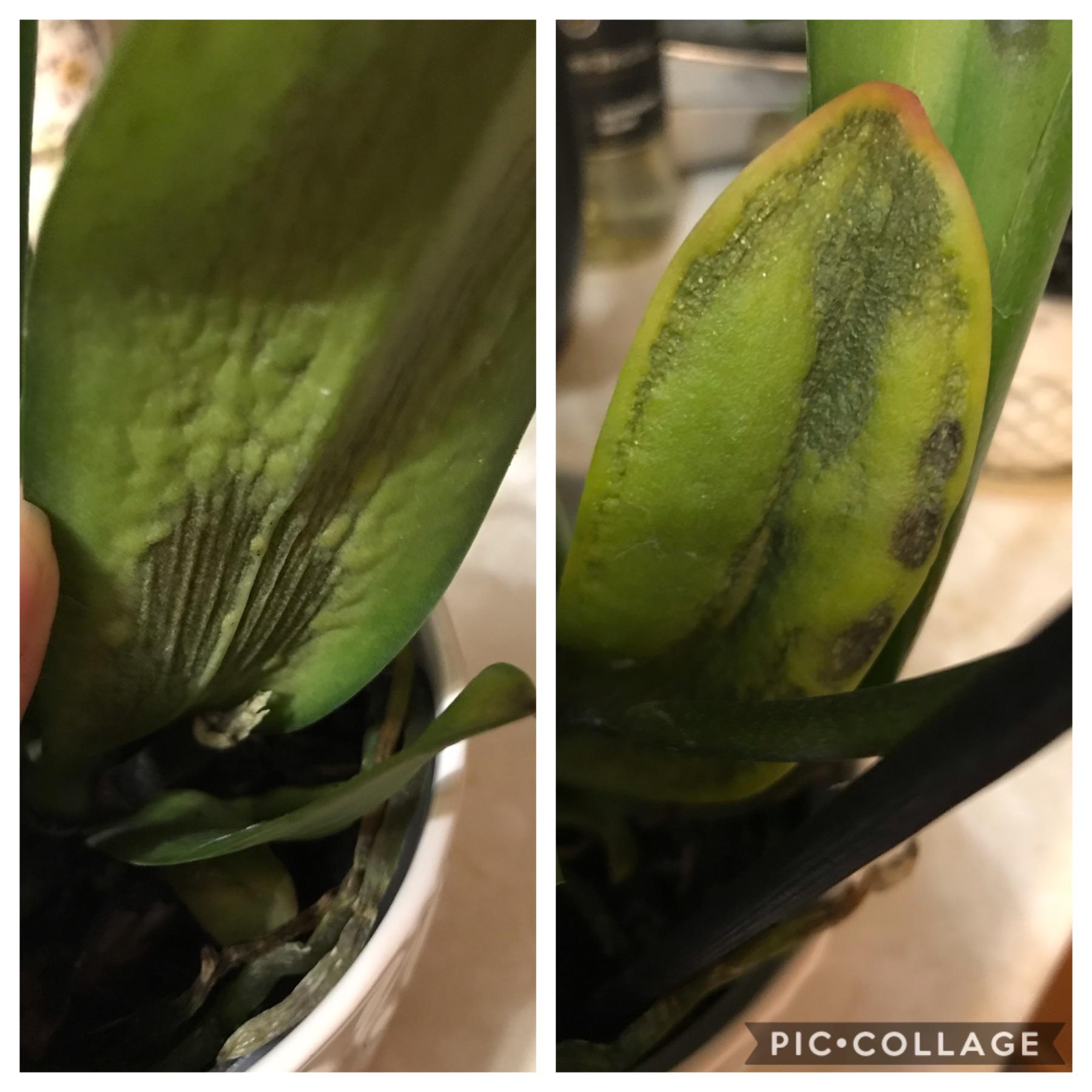 What’s wrong with this phalaenopsis orchid leaf? Is it a fungus? Or