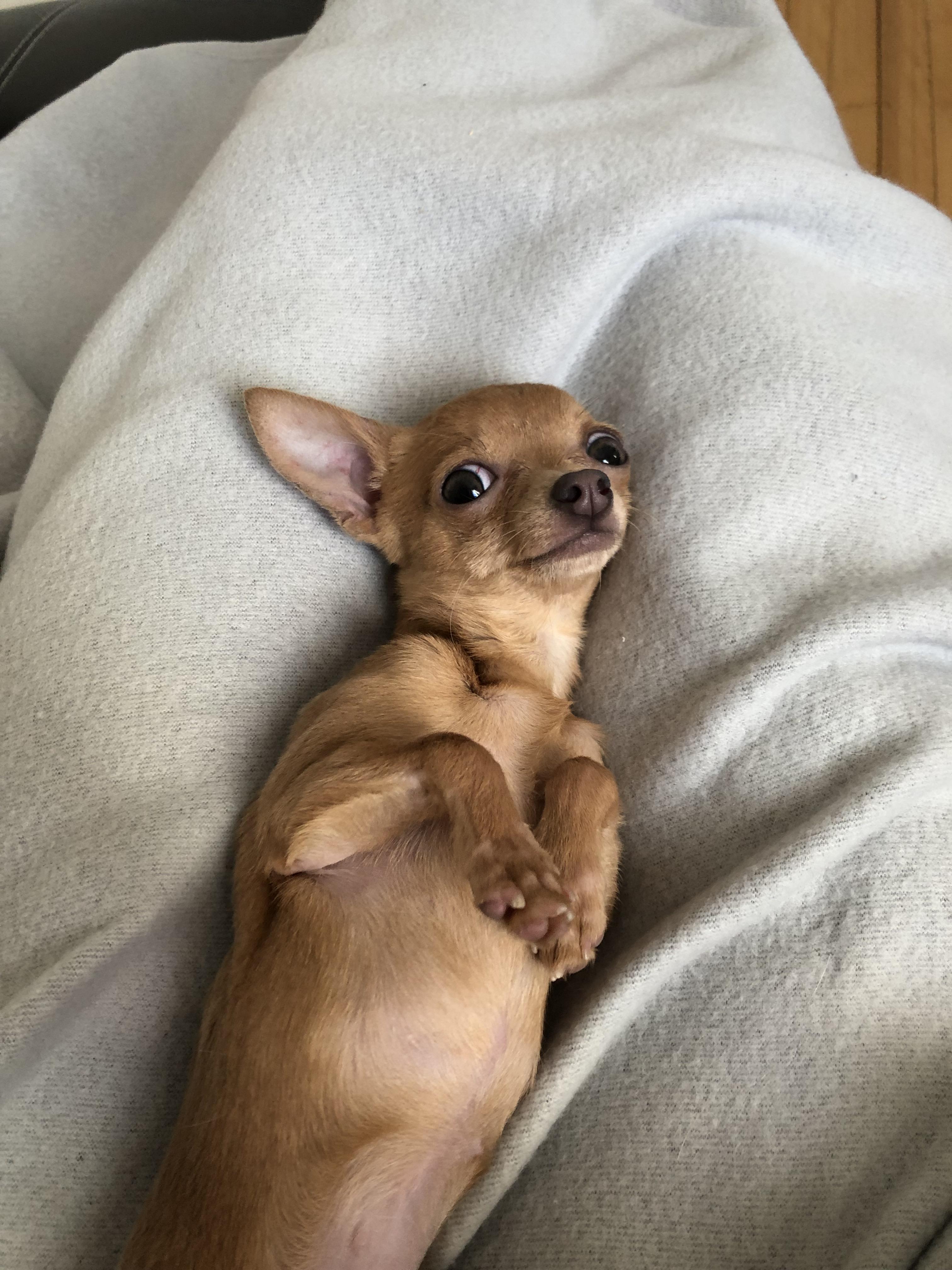 Paris is a big kid in Chihuahua