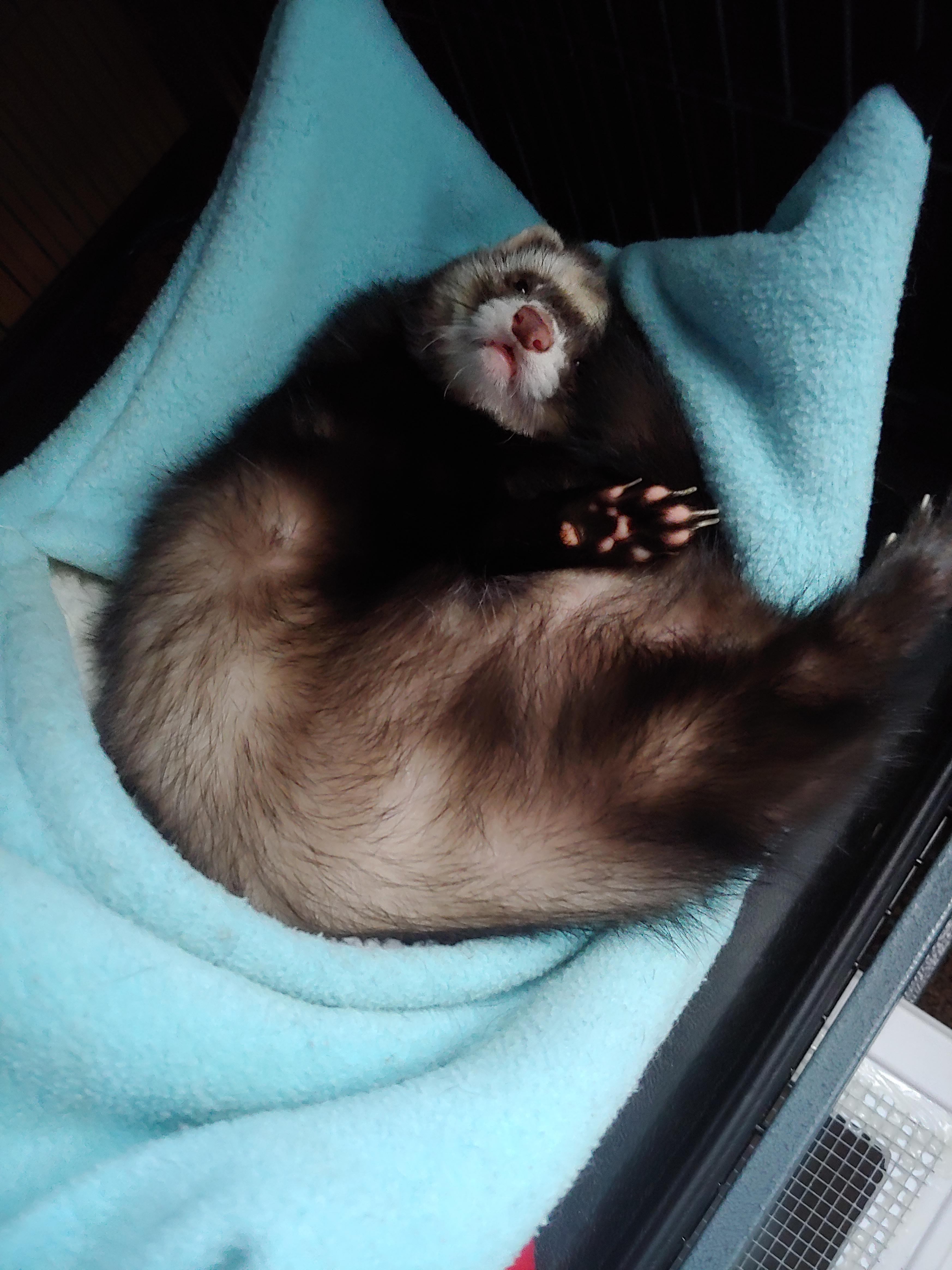 This little guy took a nap while I cleaned the house. I think it's safe