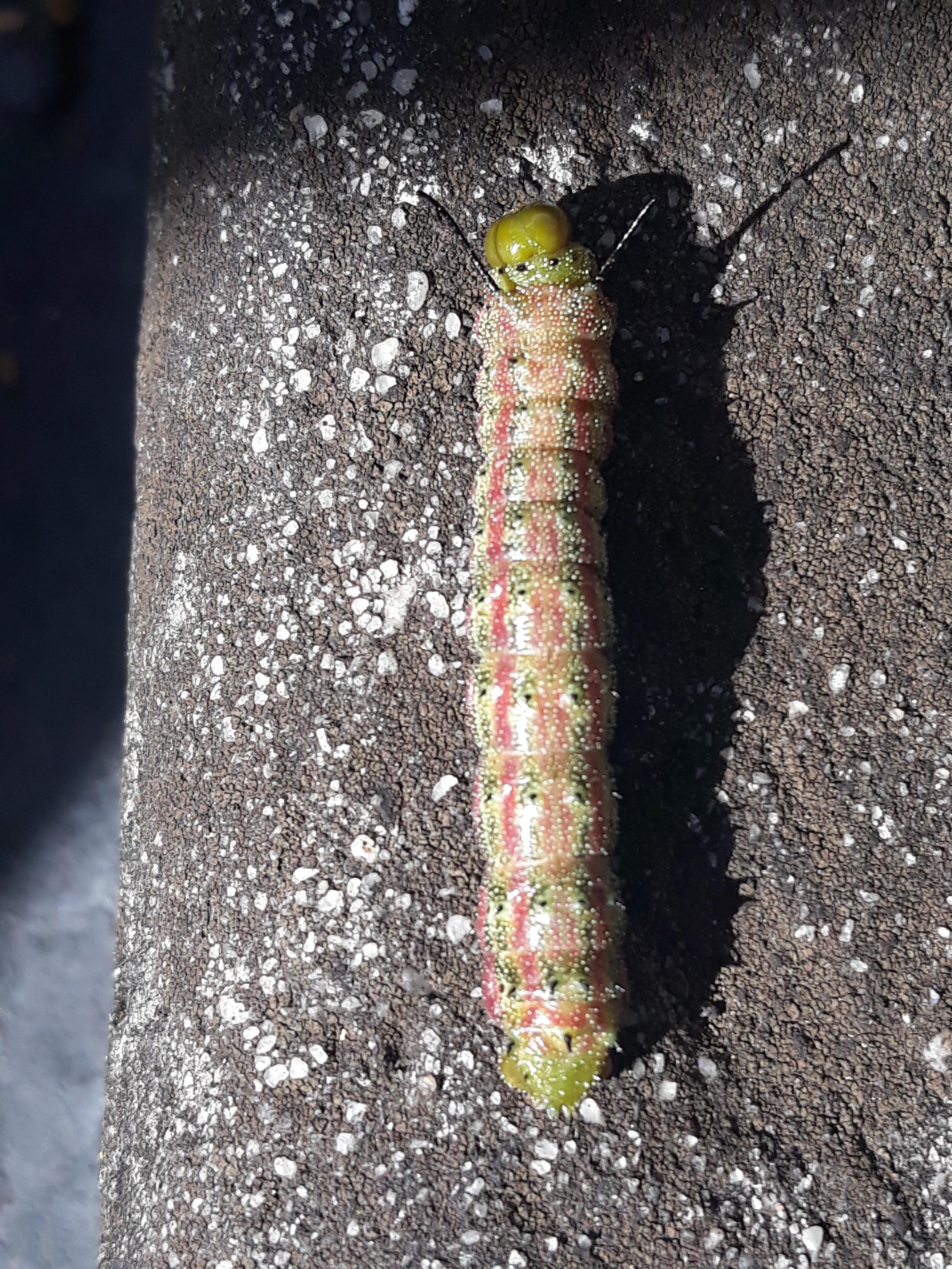 Hello! I'm wondering what this caterpillar turns into! Found in Orlando