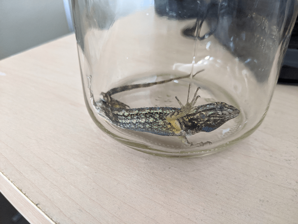 Is it safe to keep a Western Fence Lizard in a mason jar overnight? r