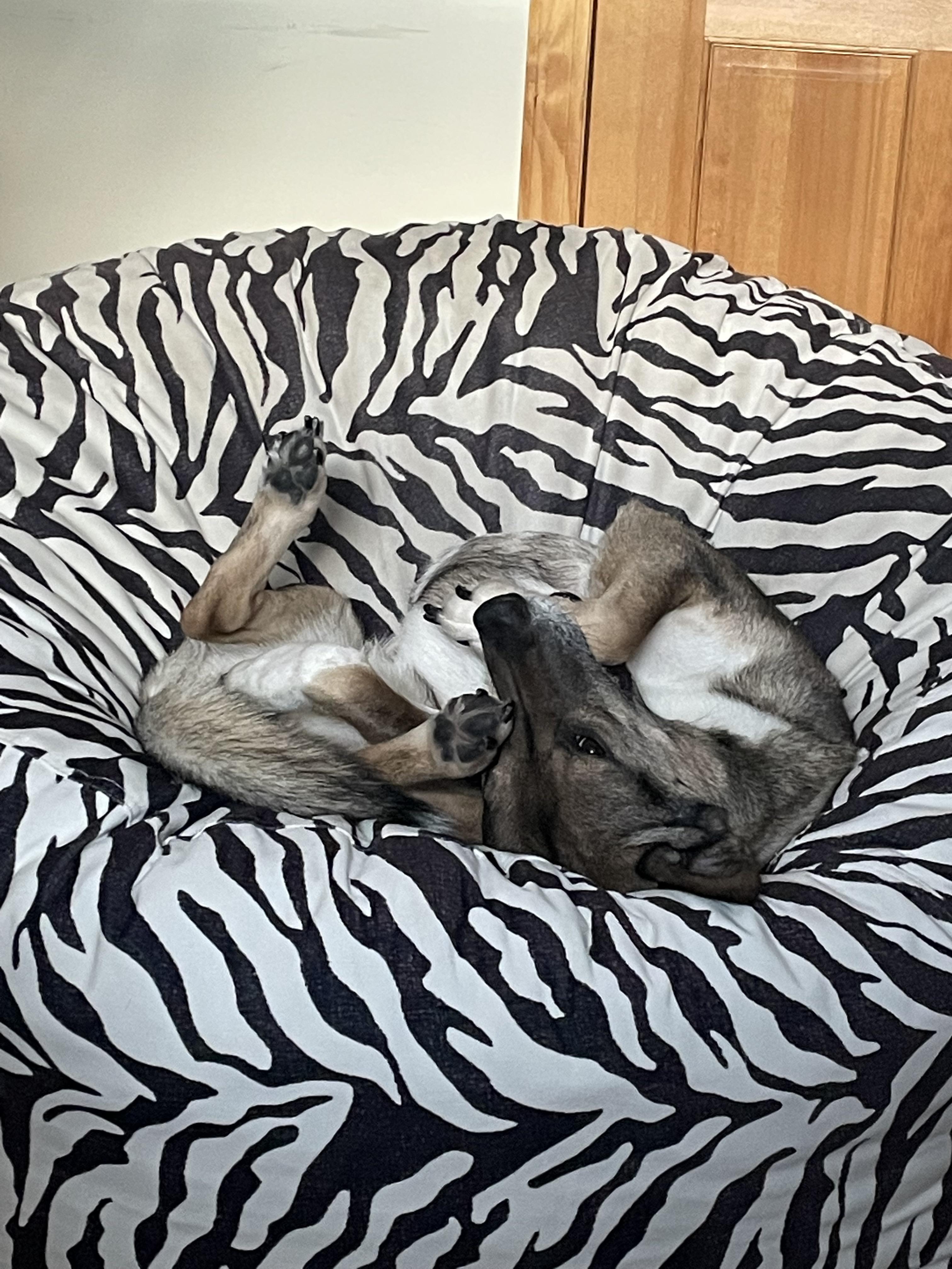 Mila prefers to sleep upside down… anyone else’s dog prefer this too