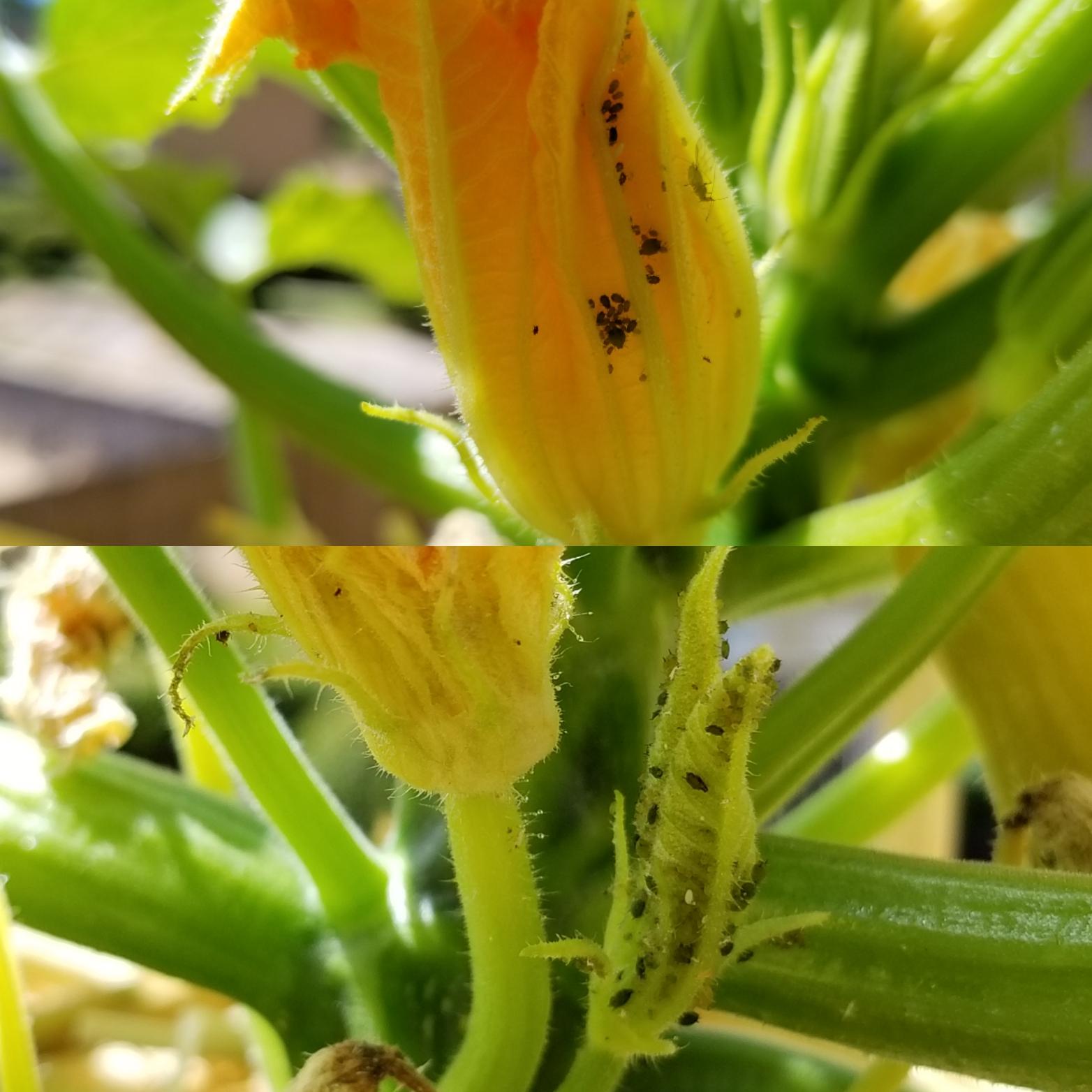 Inspiring Bugs On Summer Squash Ideas