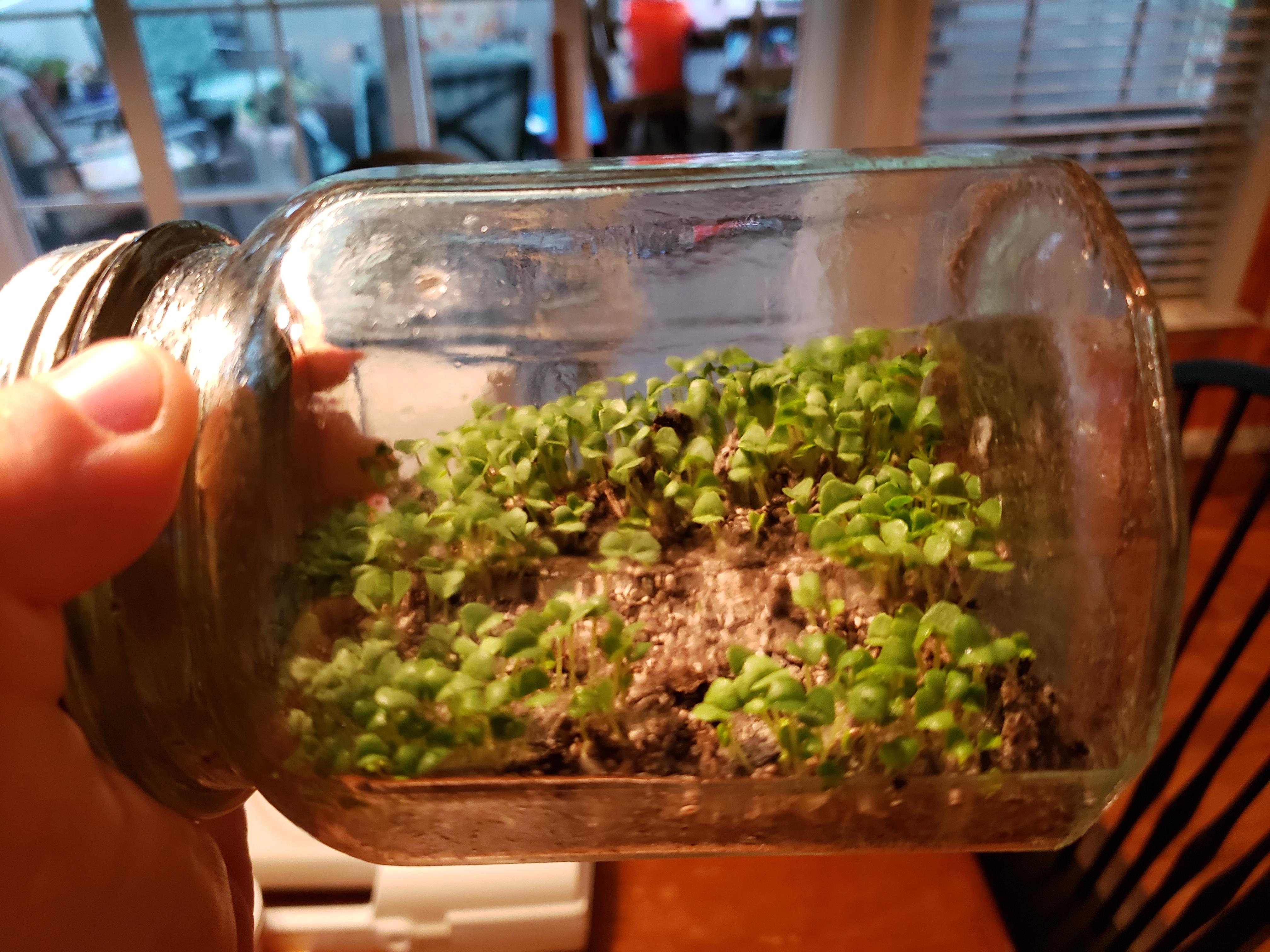 108 best u/pinkshirtvegeta images on Pholder Trees, Terrariums and