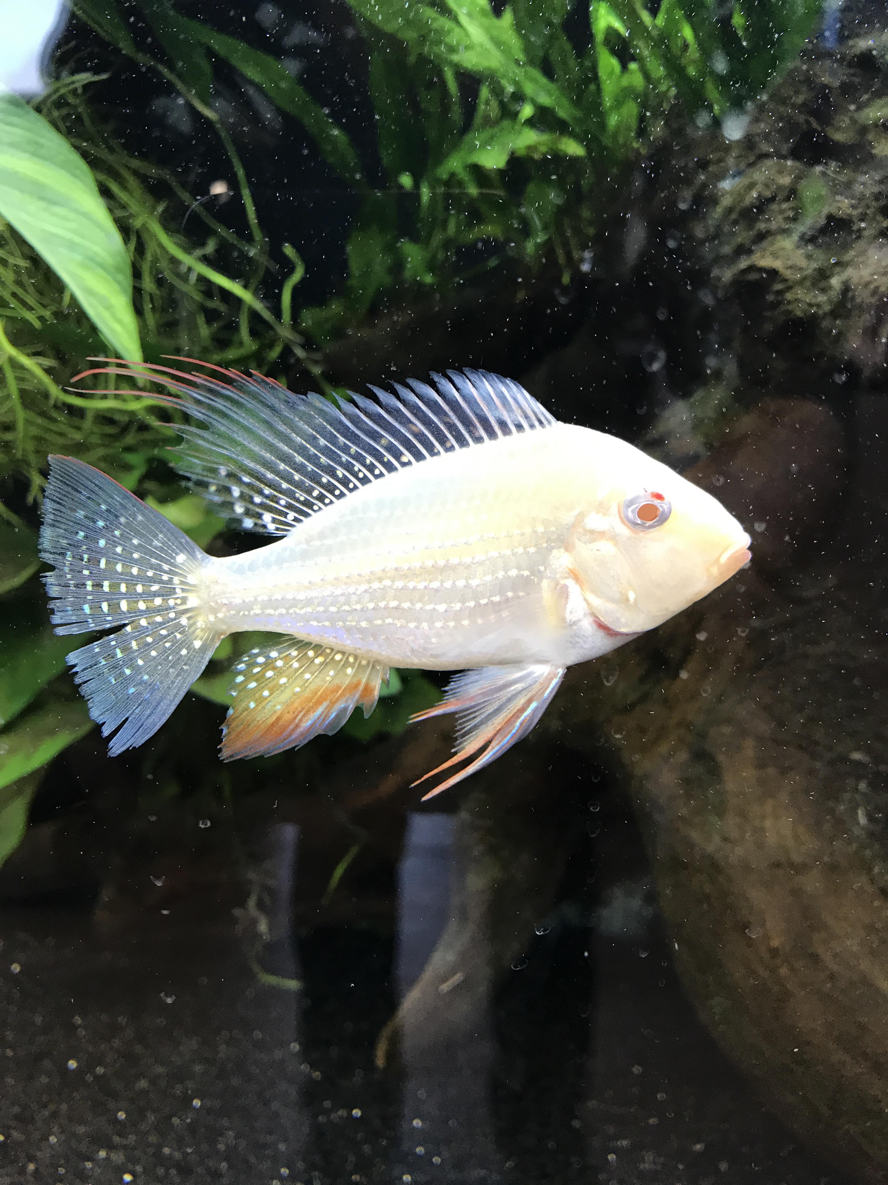 My albino geophagus heckelii. Still a tiny guy already showing his