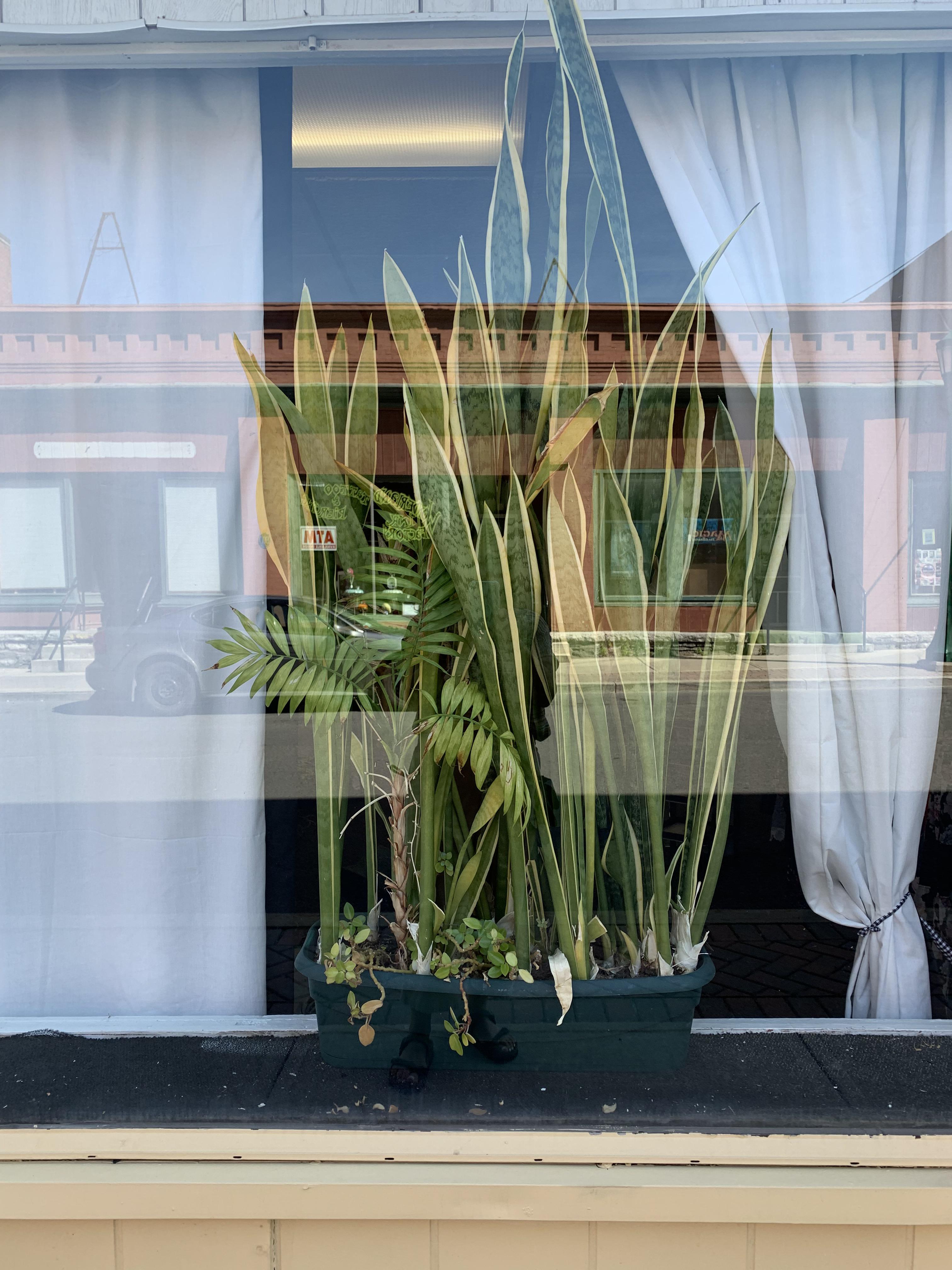 Massive snake in a window. r/houseplants