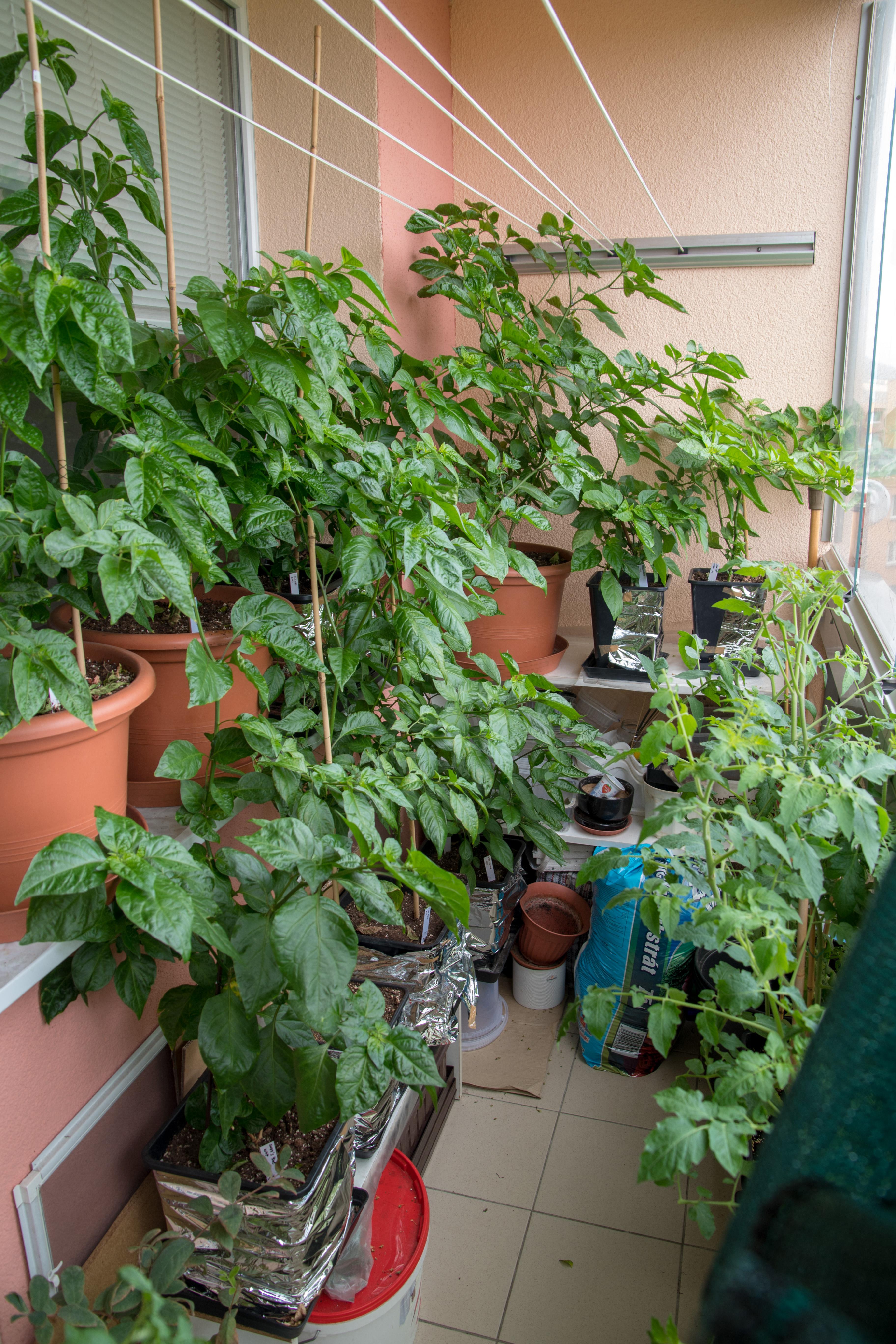 My peppers are still growing and transforming my balcony into a jungle r/PepperLovers