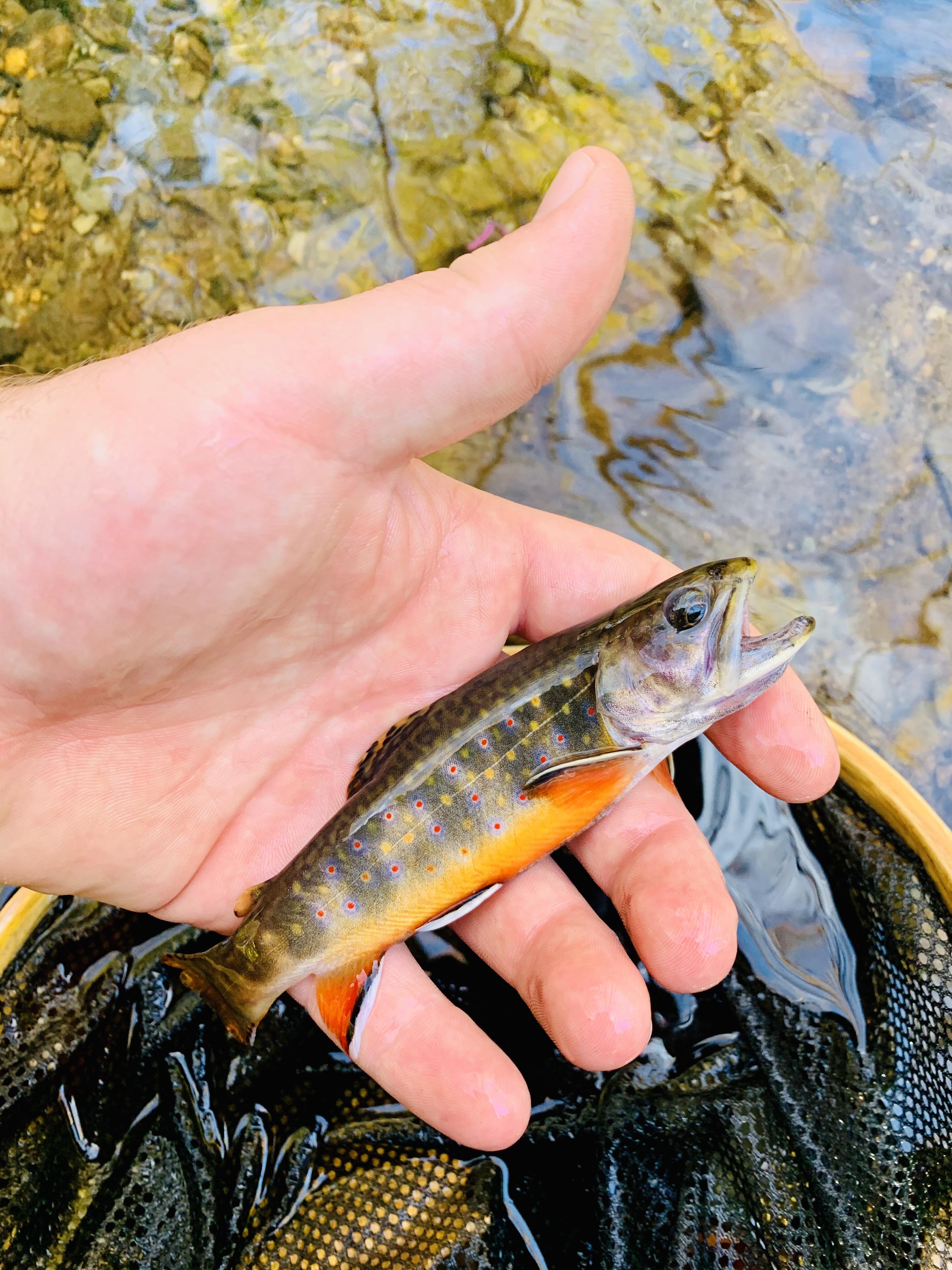 Native brook trout from a sewage pond behind petco r/flyfishing