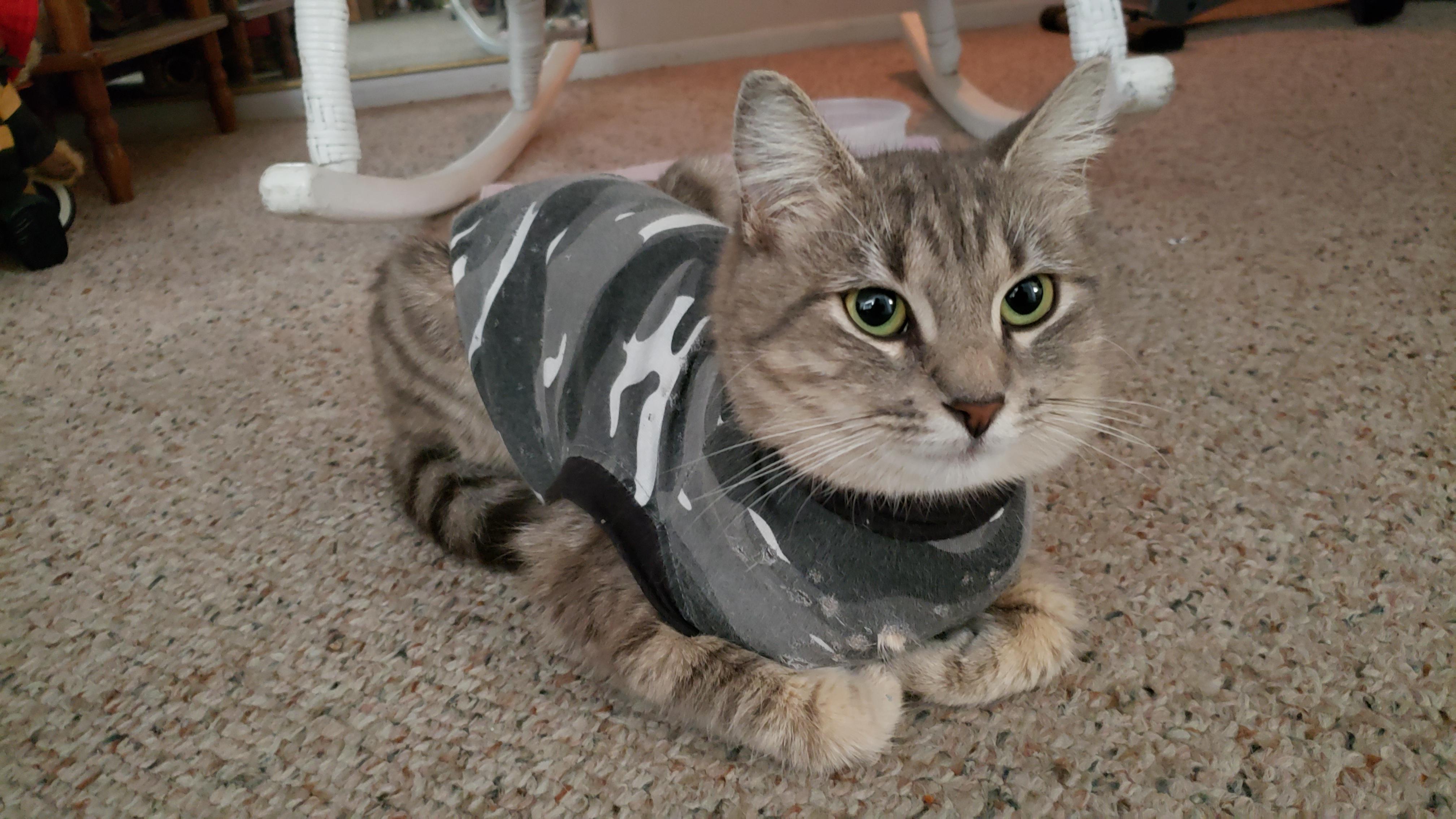 Bubble loafed in her spay recovery suit r/Catloaf