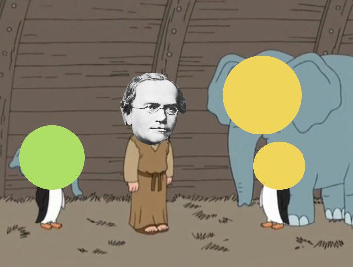 Gregor Mendel studying heredity.