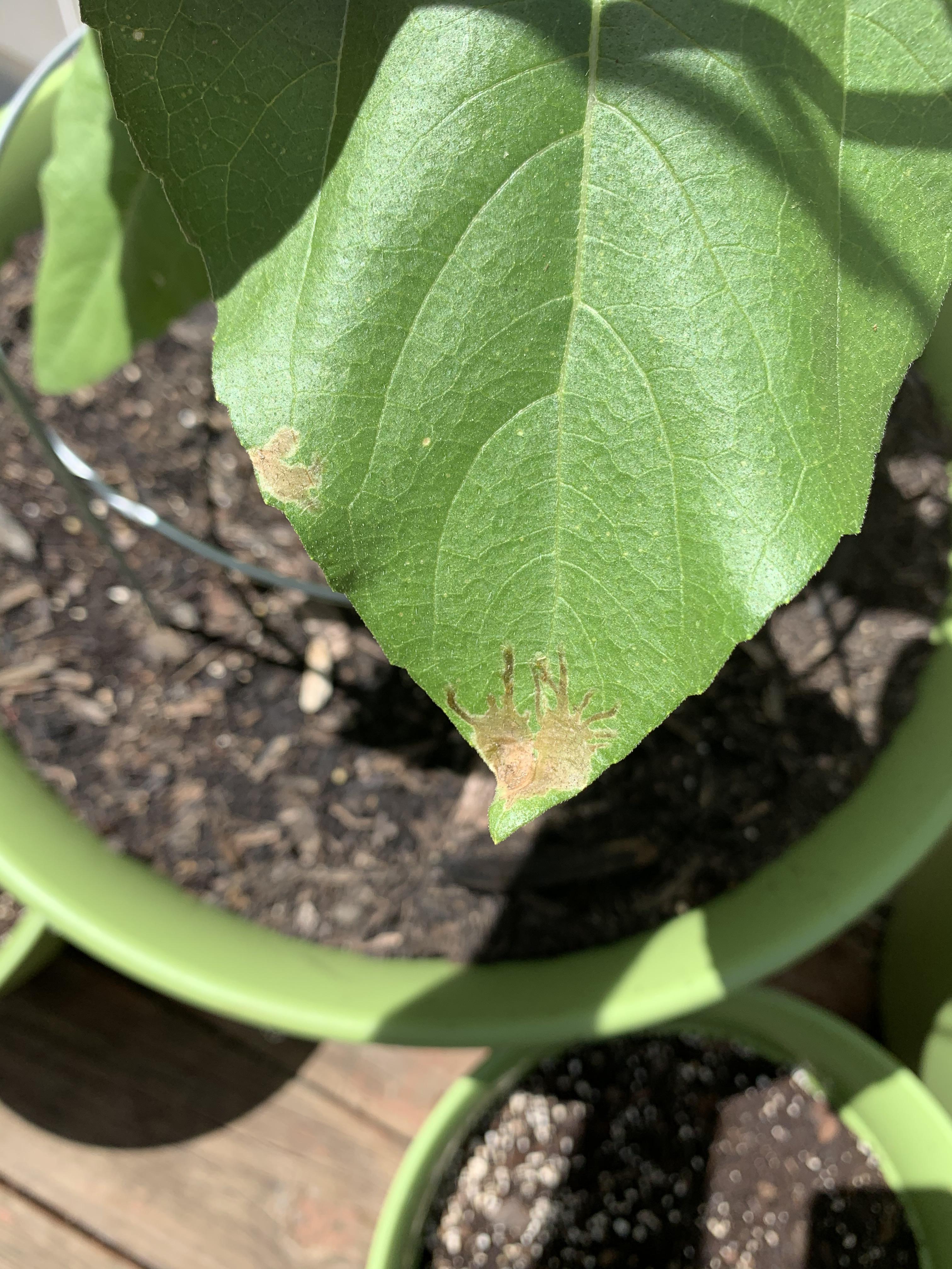 Mammoth sunflower leaf tips turning brown. Any advice? r/gardening