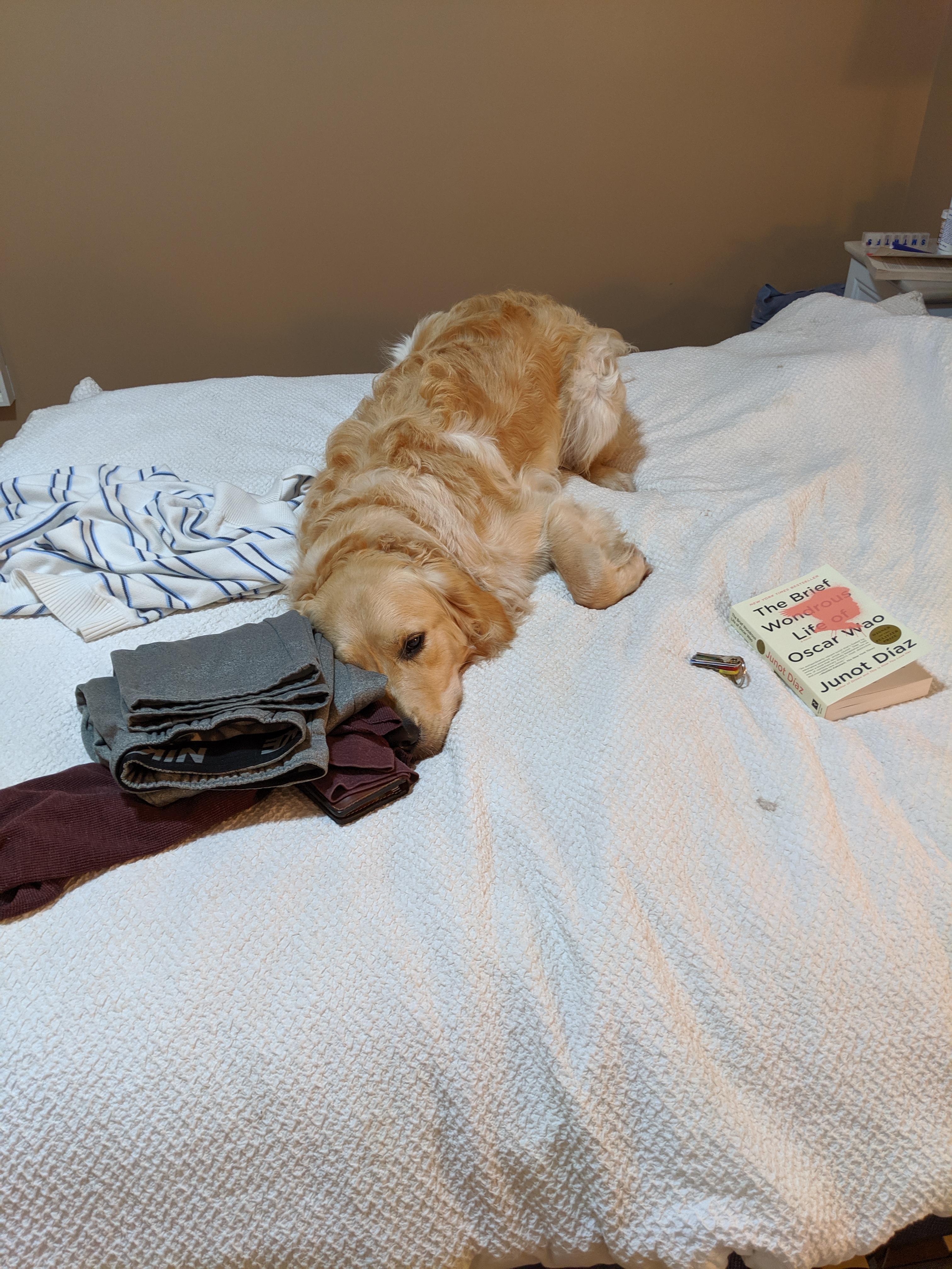 I asked him to get off the bed and he immediately pancaked r