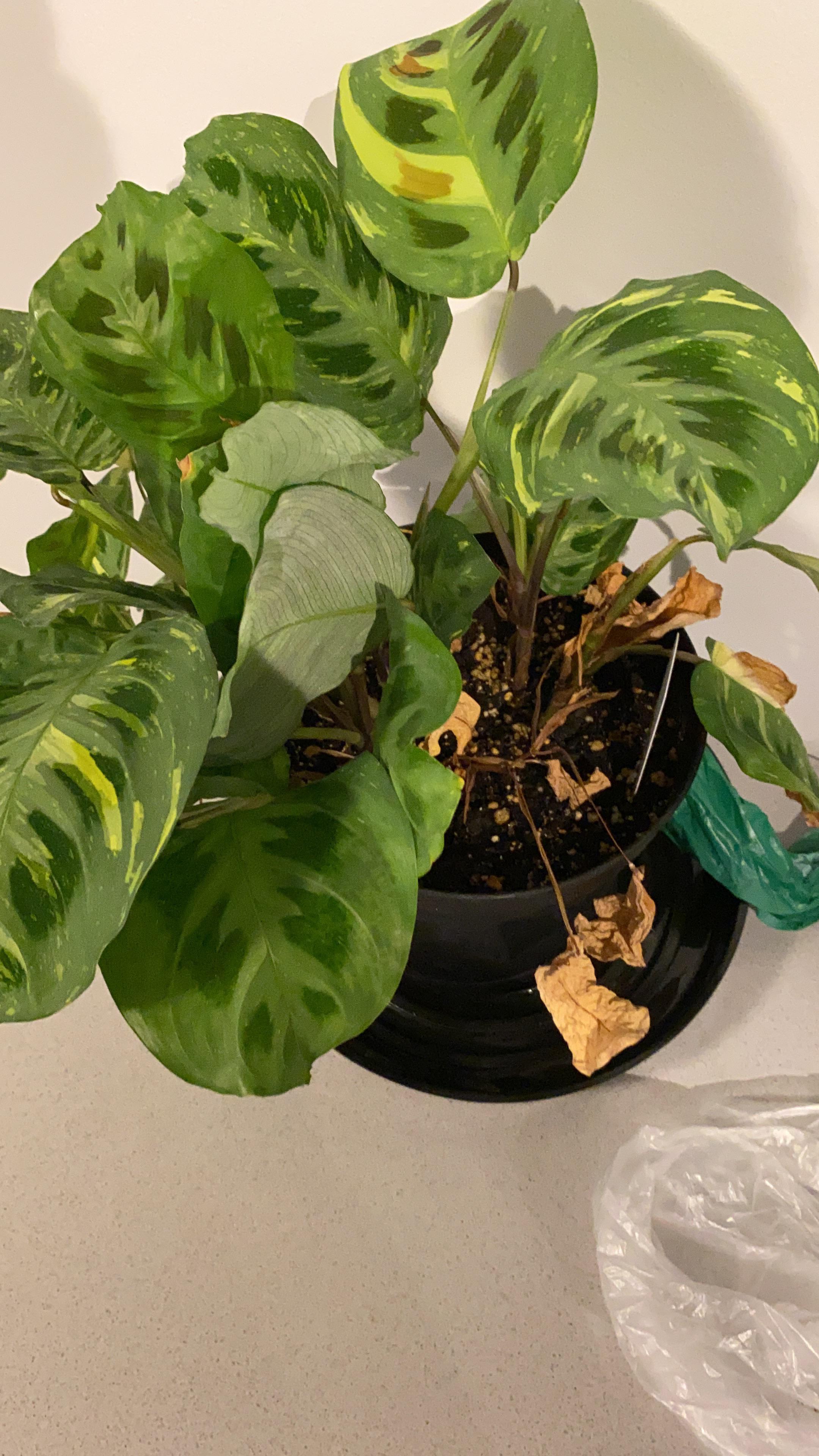 Is my prayer plant dying? Please help me save it plants