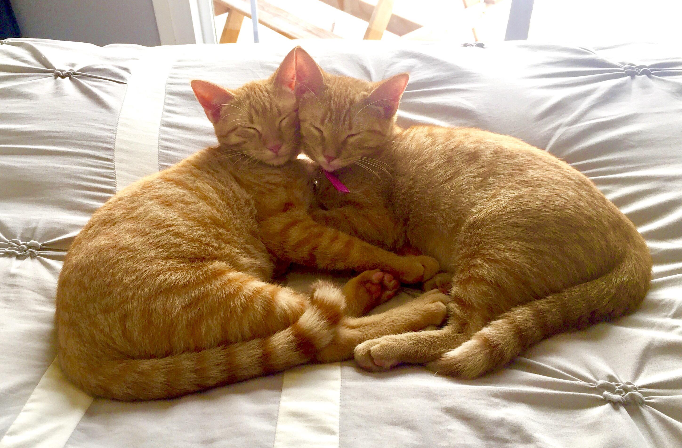 Two Hearts One Cell r/cats