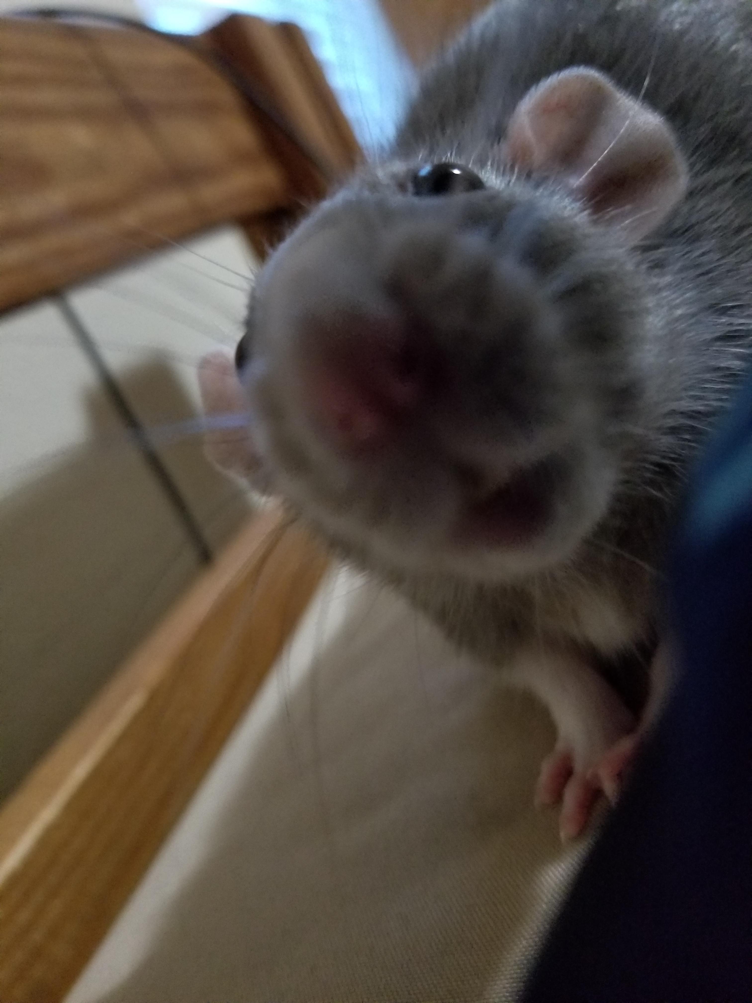 A snoot worth the boop r/RATS