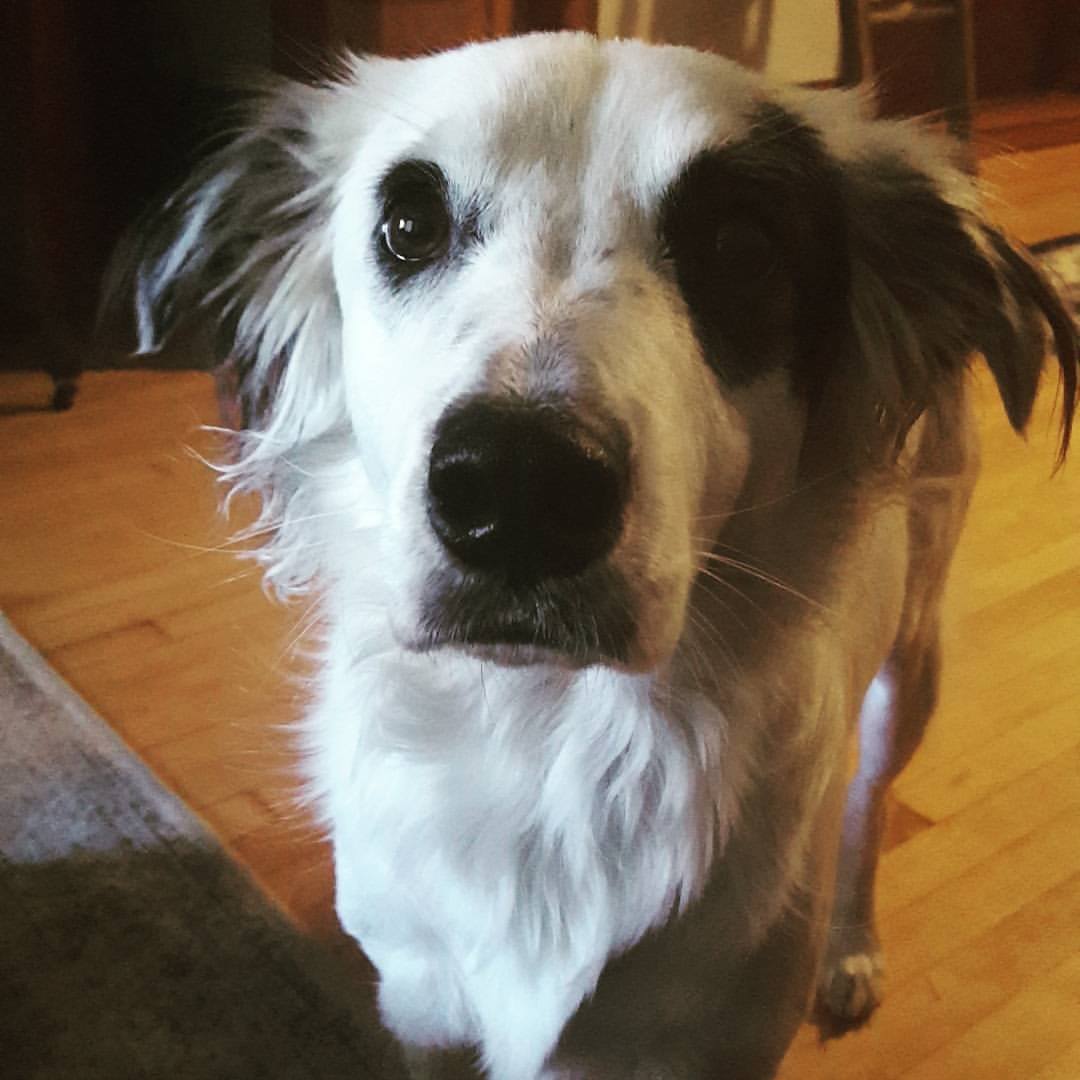 My friend's dog came up to me, rubbed her head against me