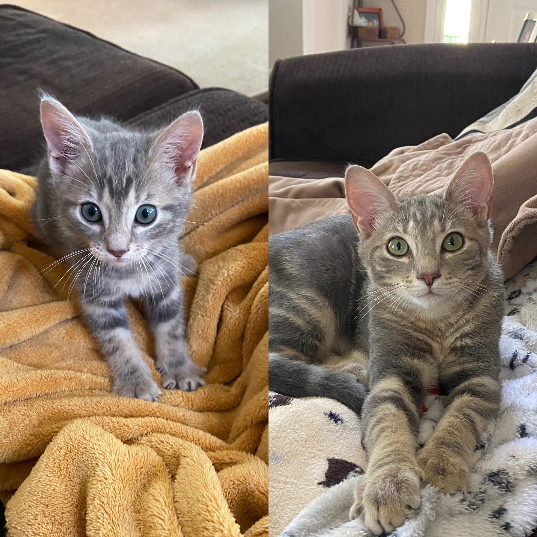 Cosmo at 2 months and 4 months. They grow up so fast! kittens