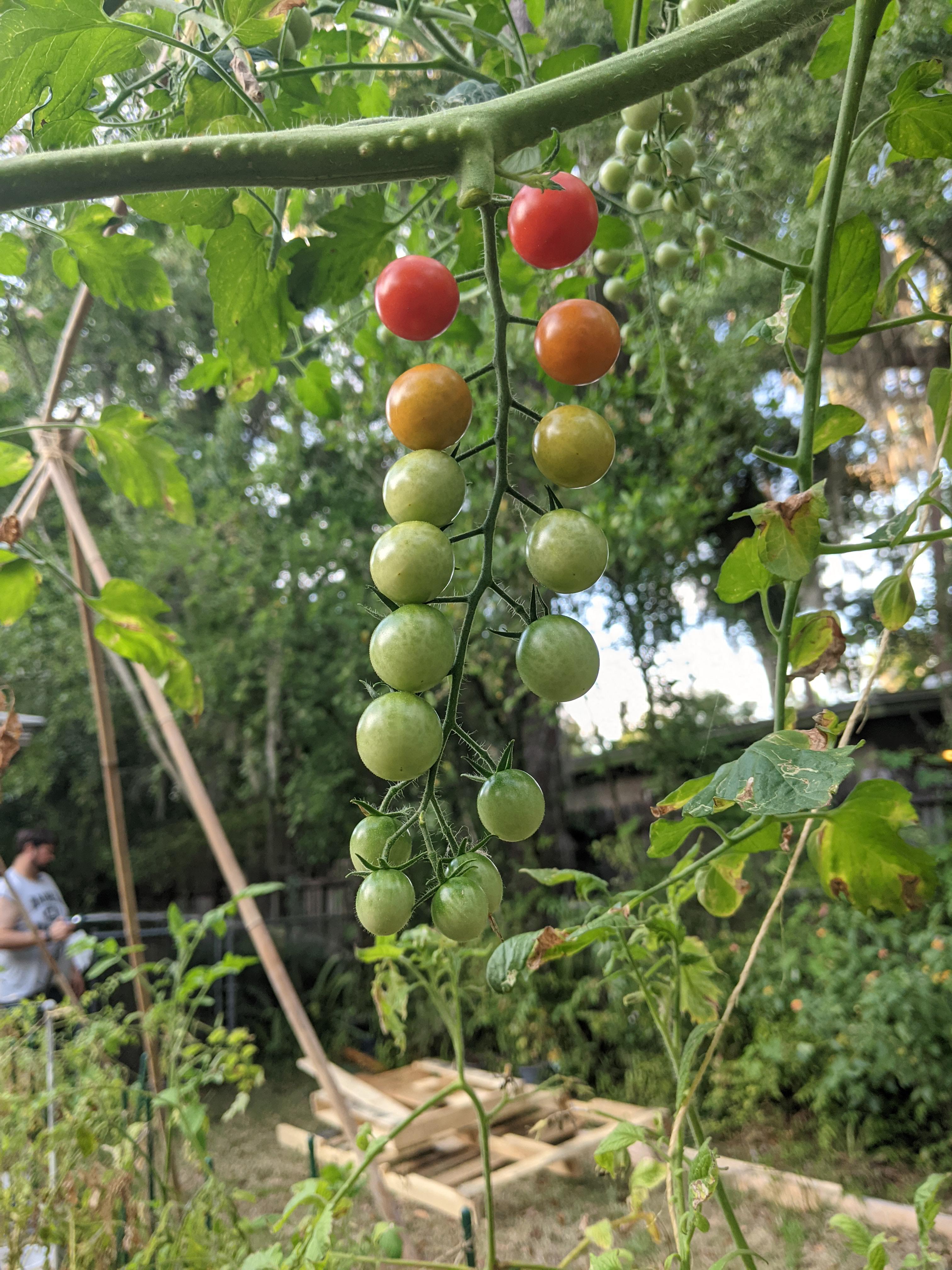 Ombre cherry tomatoes (Zone 9A) r/vegetablegardening