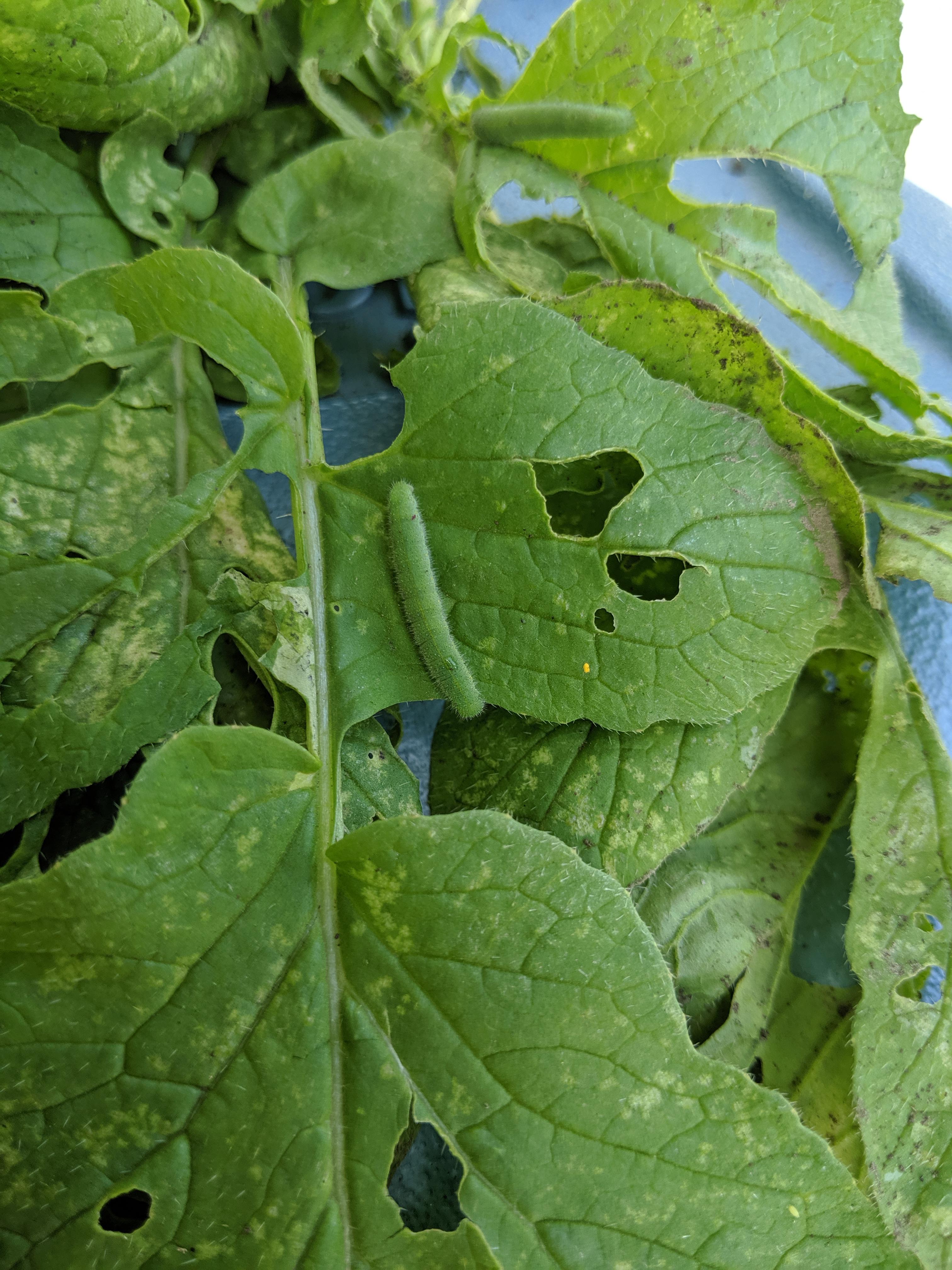 Hoping for help with an ID on who is eating my radish leaves. Zone 5b