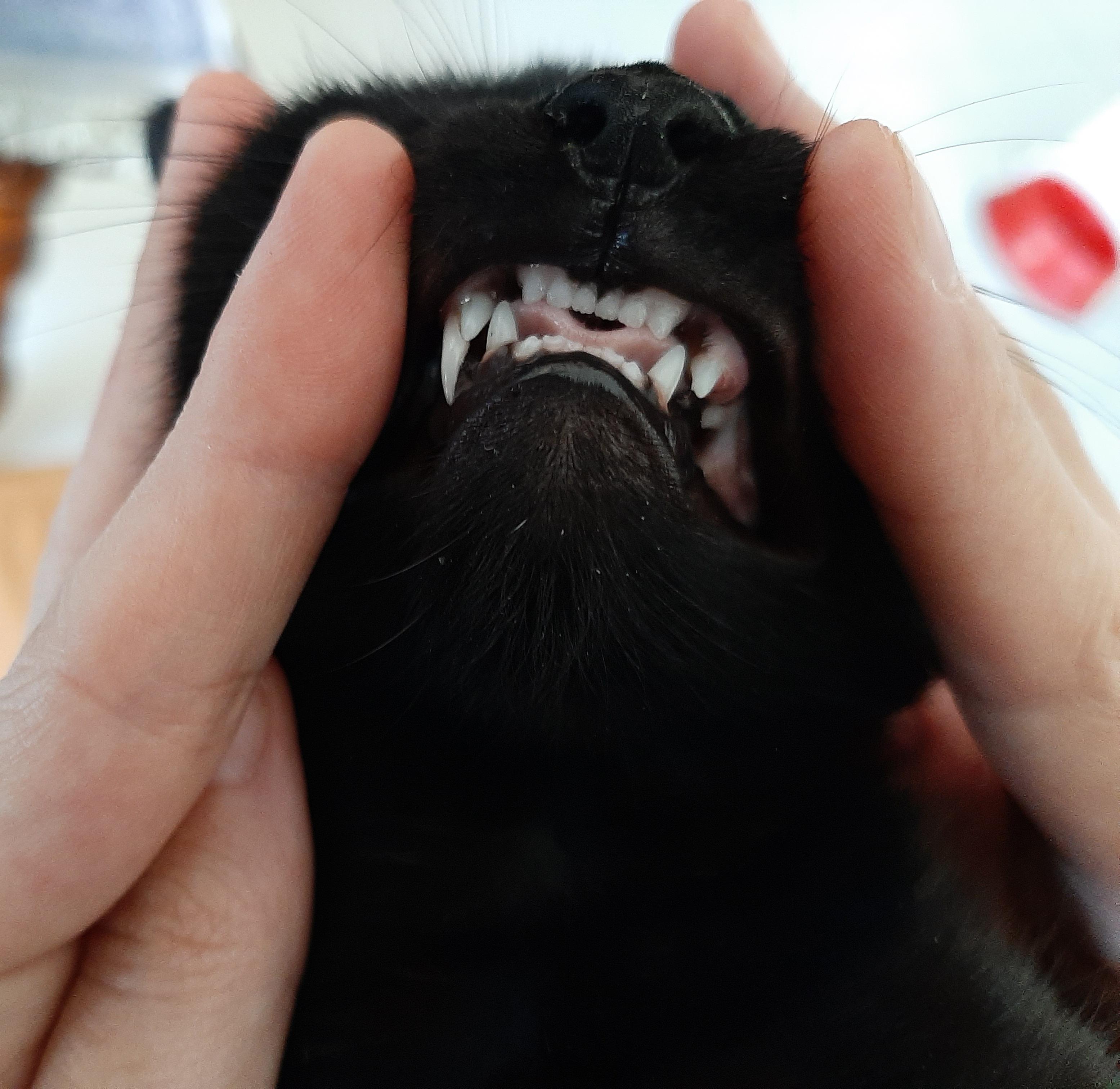 My four month old kitten's teeth. mildlyinteresting