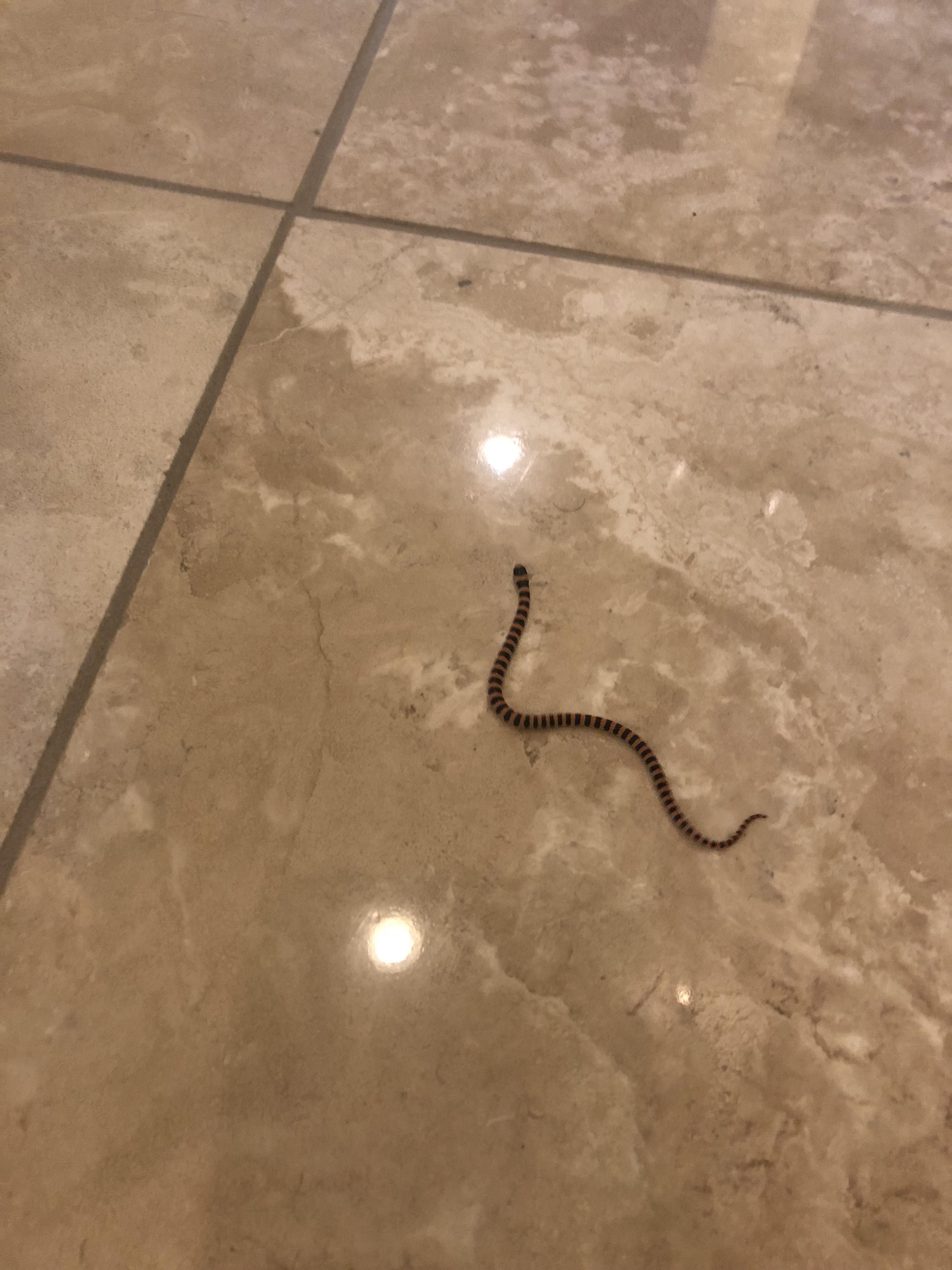 Anybody know what kind of little snake this is? Came home from vacation