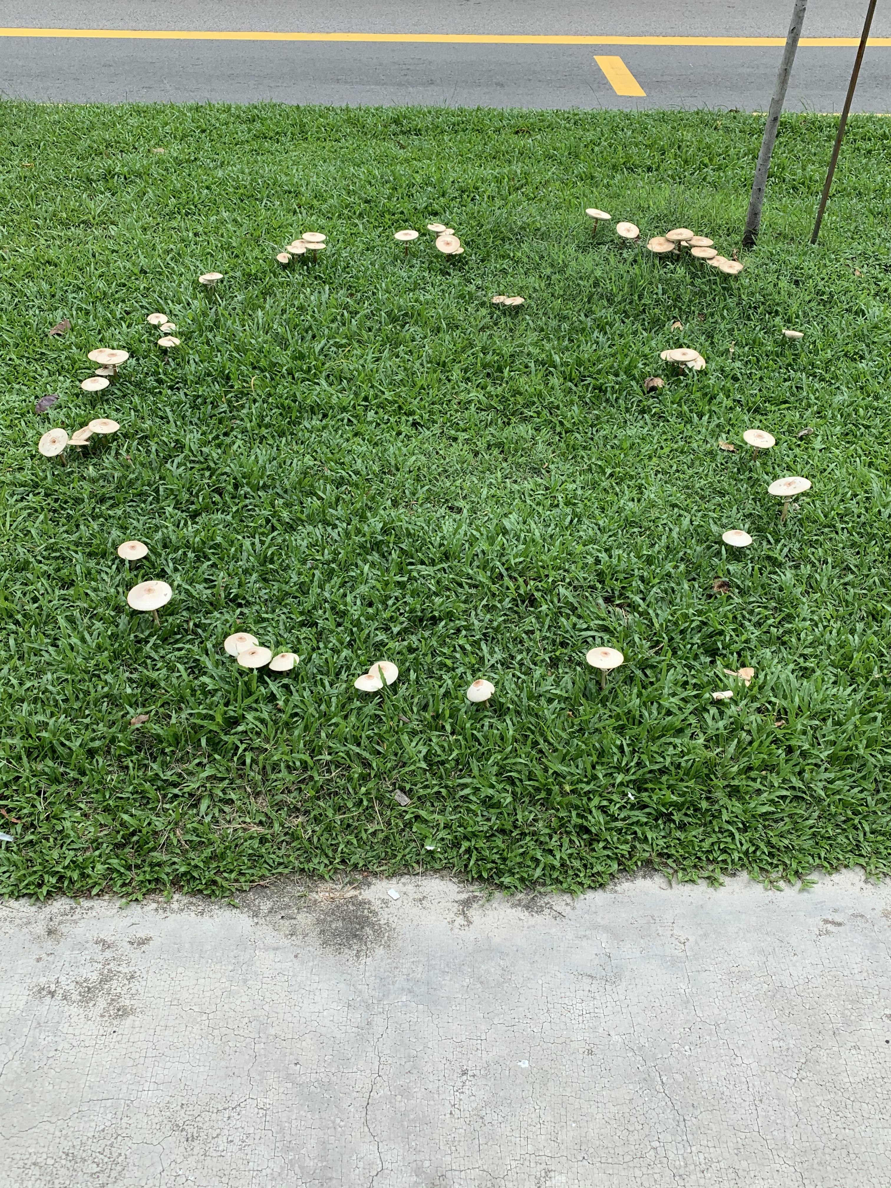 Another fairy ring! r/singapore