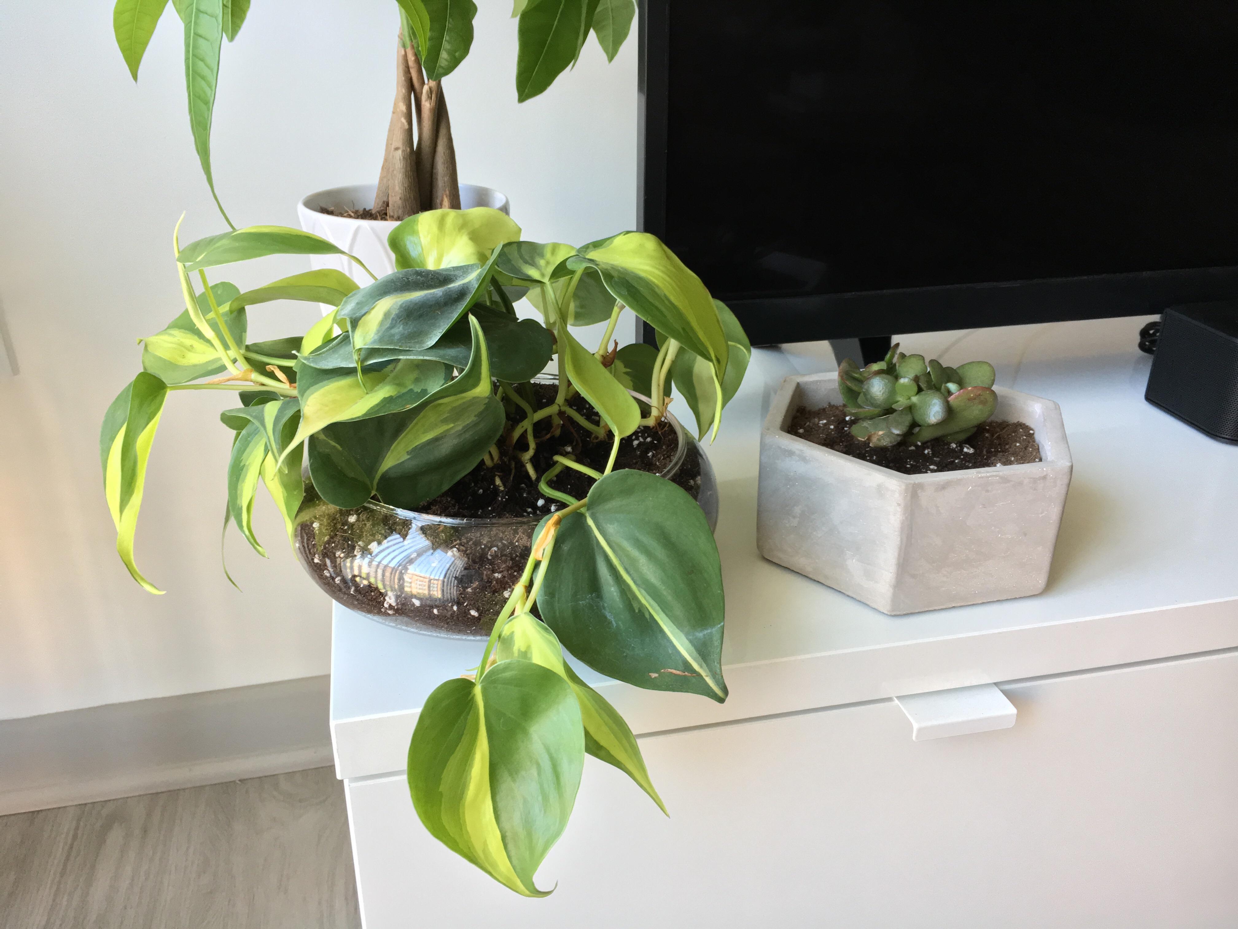 23 best u/specialyak images on Pholder Houseplants, Malelivingspace