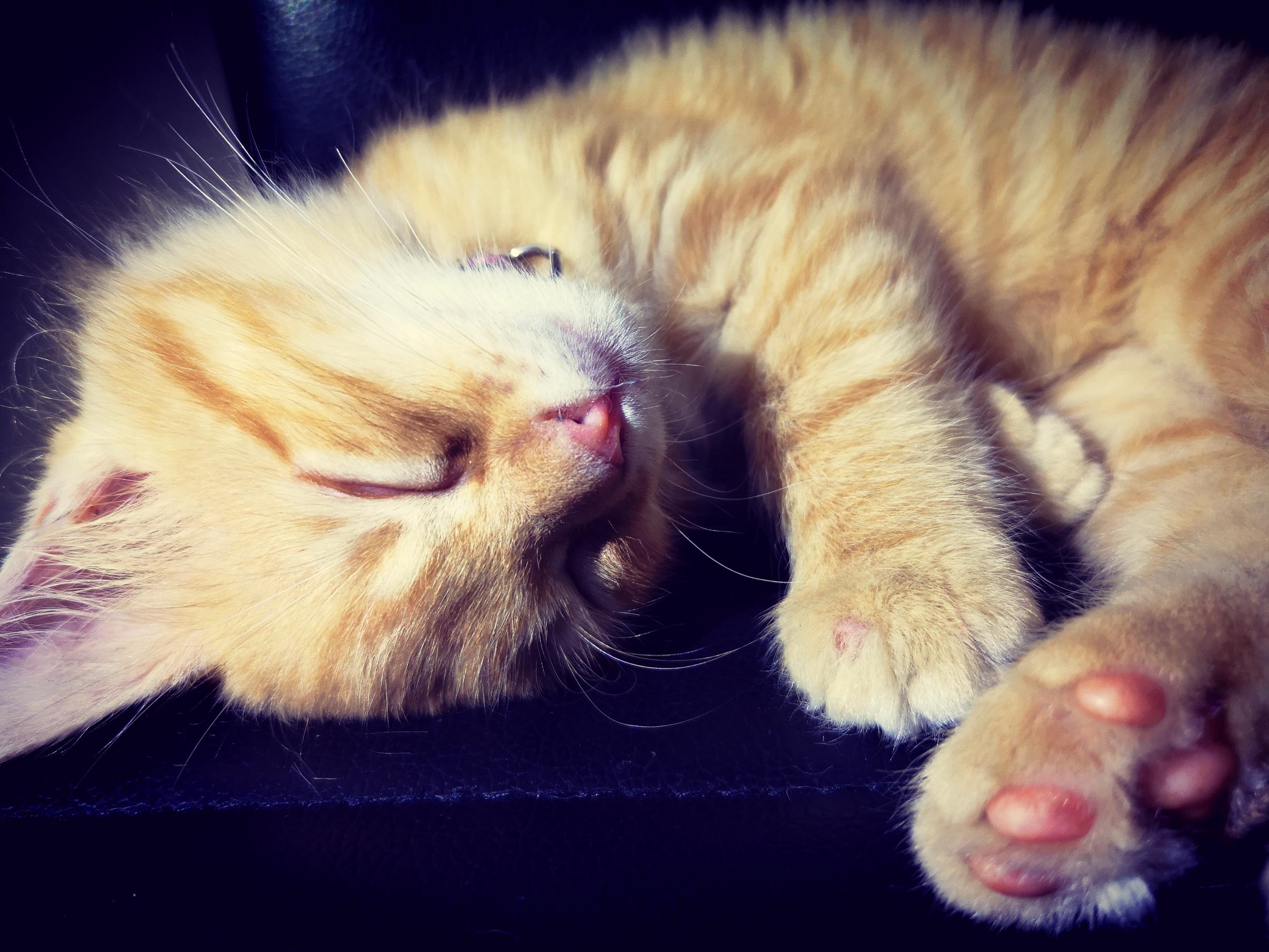 I've wanted a marmalade cat all my life. I finally got lucky; this is