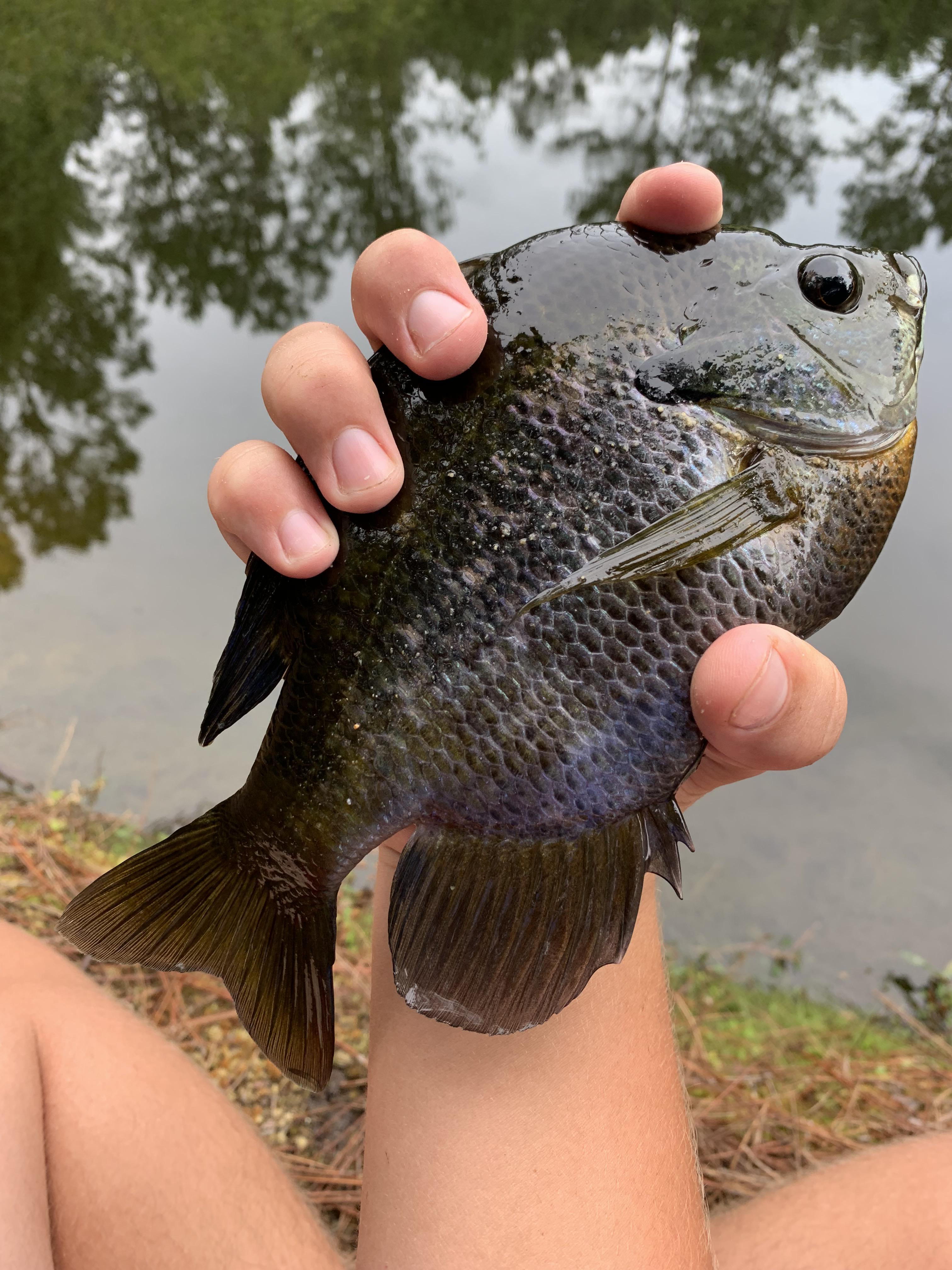 Let’s just say the bream in my neighbors pond are a little chunky. r