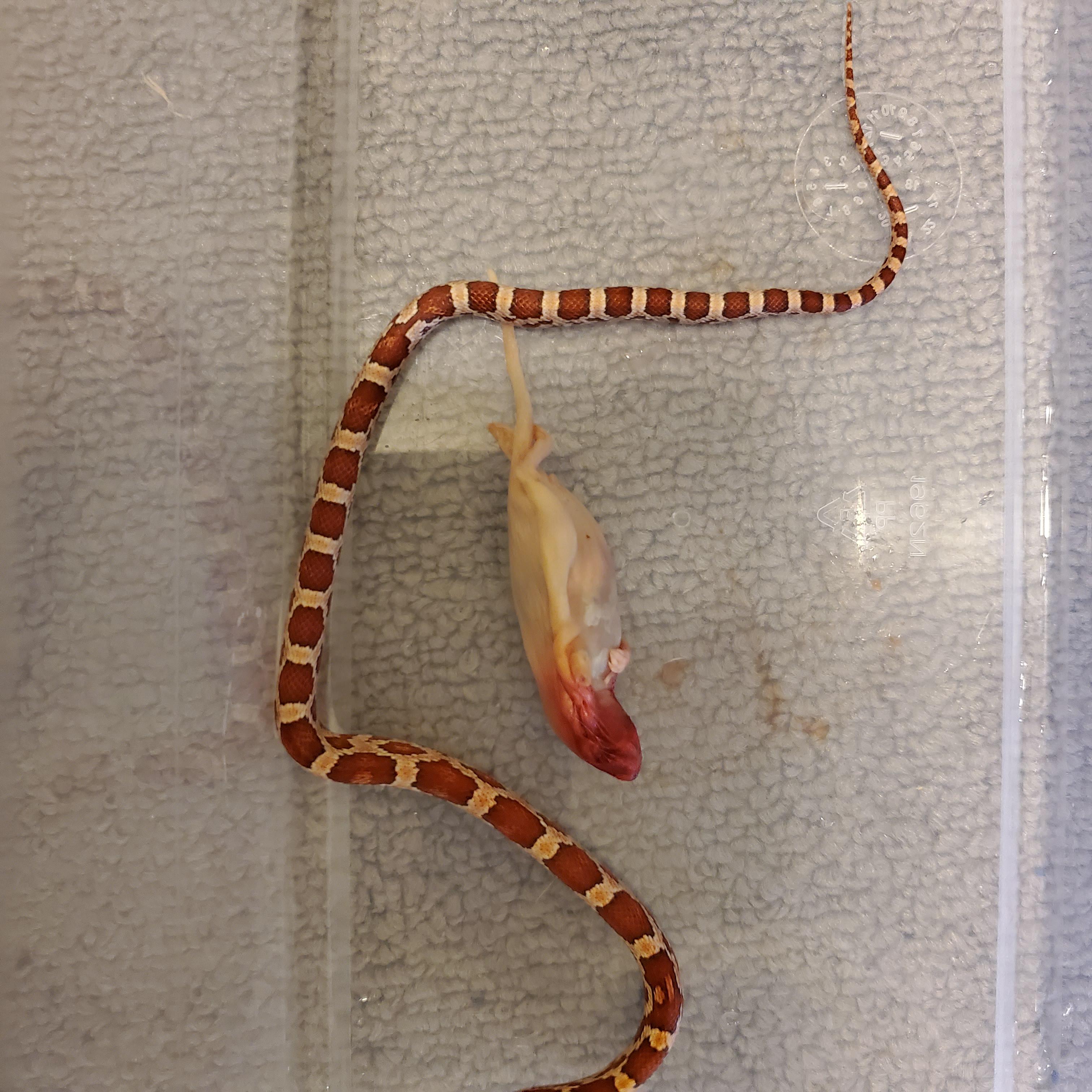 She has eaten these sizes of mice before and I don't know why she isn't