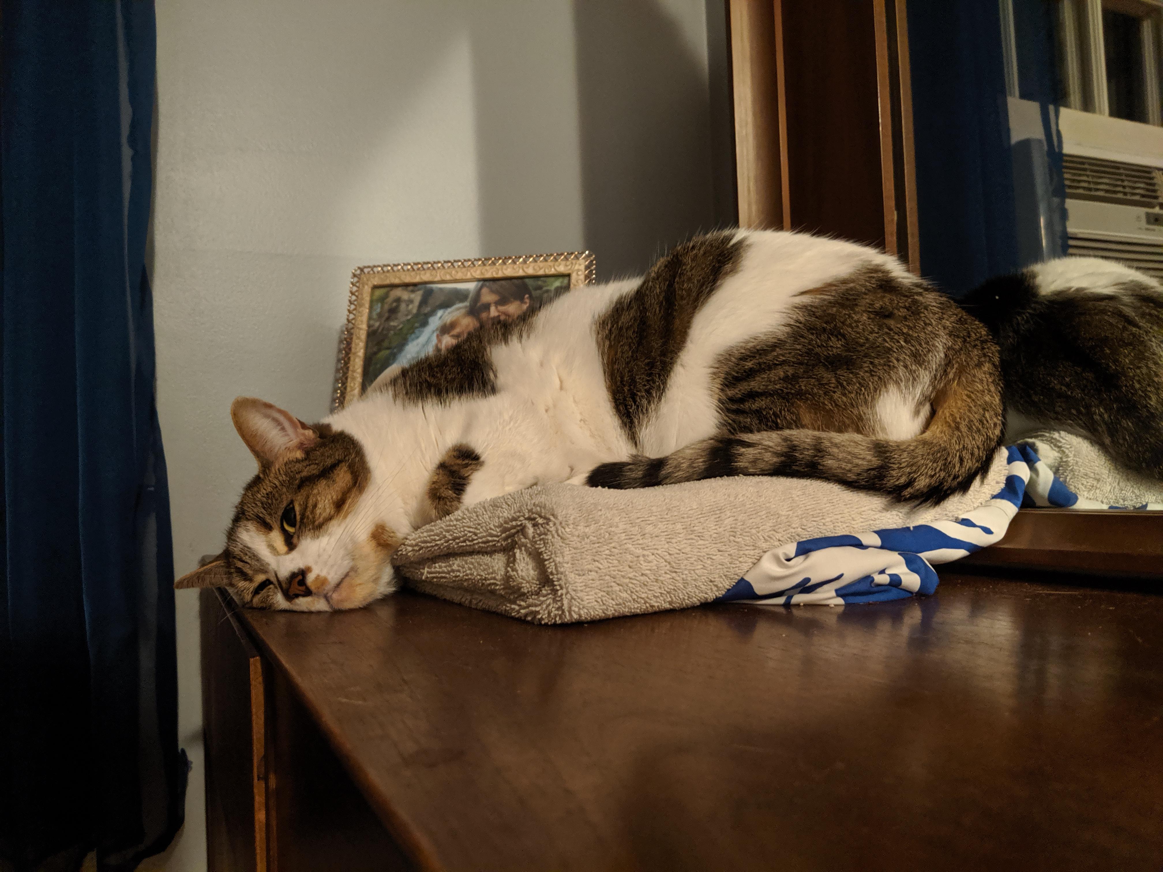 No pillow, no problem r/LazyCats