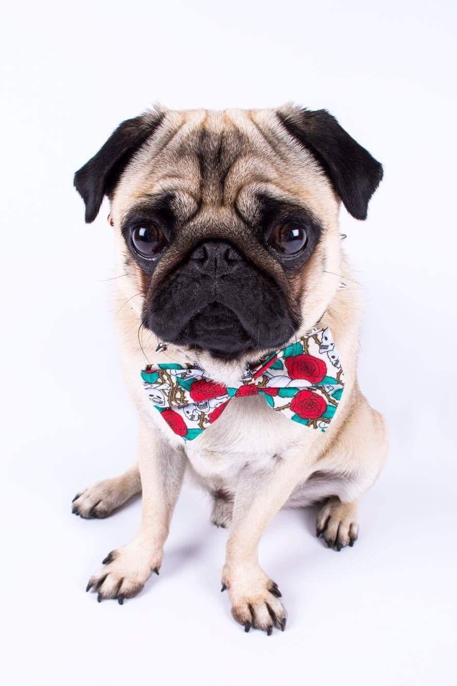 He looks so good in a bow tie! r/pugs