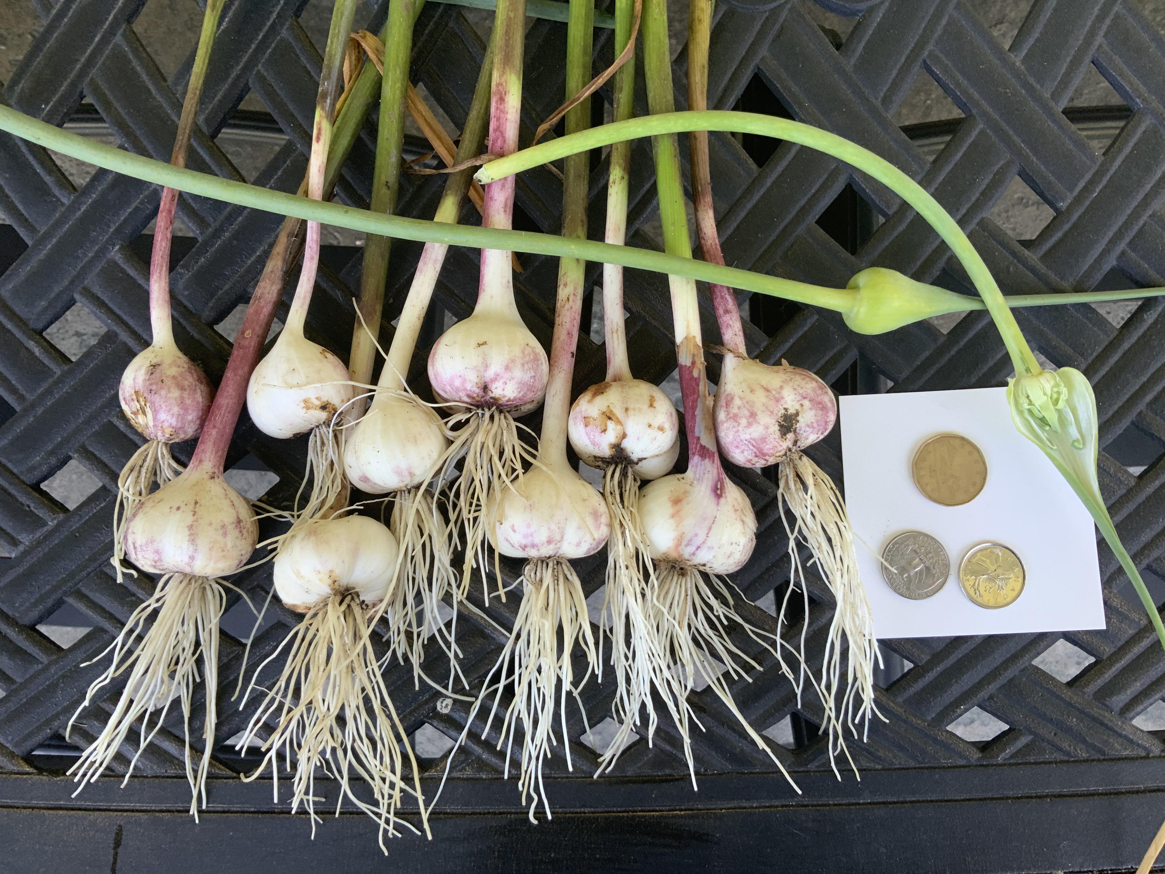 Garlic grown this year from last summer's scape's seeds (bulbils