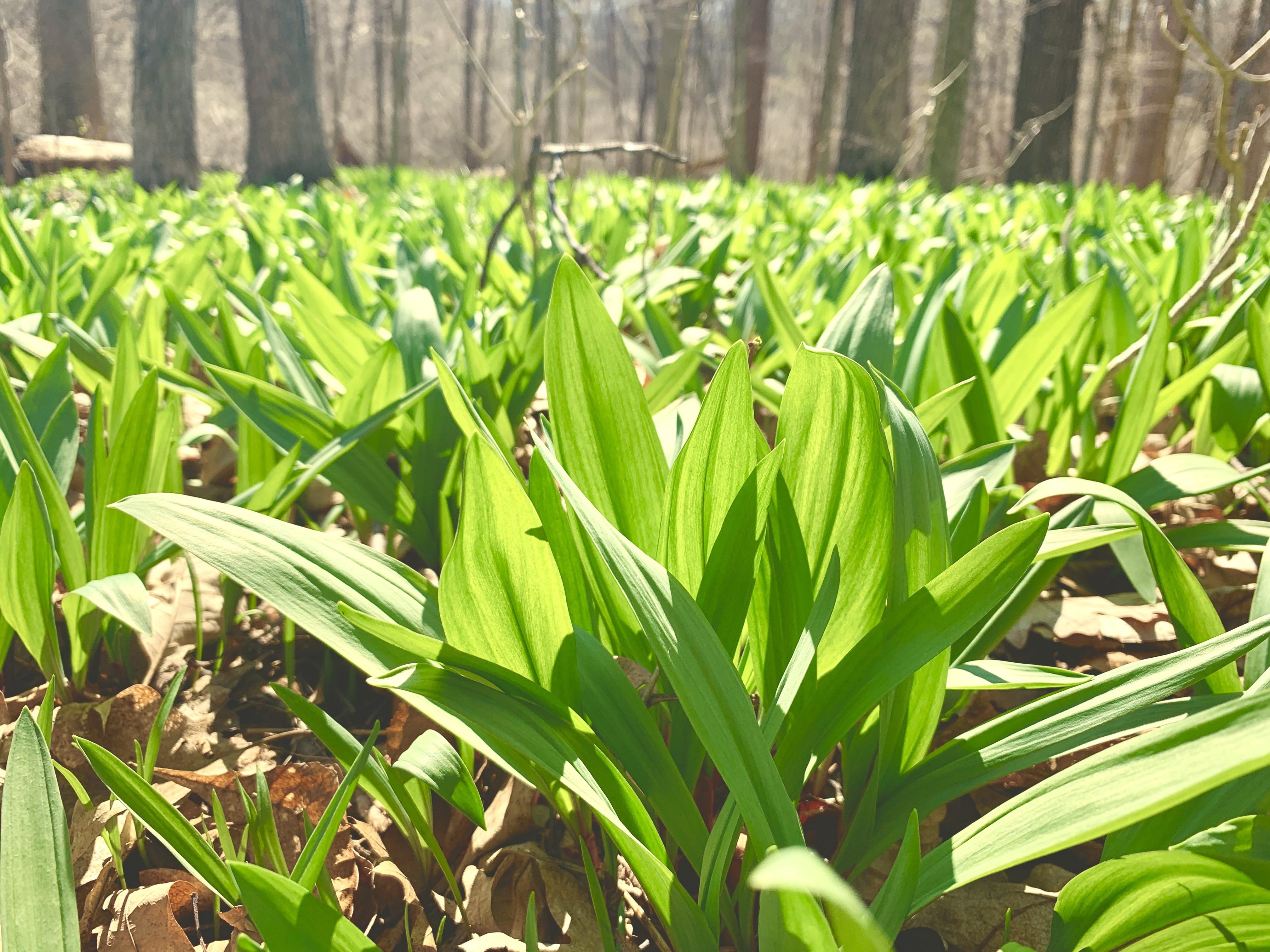 My Wild Ramp Patch, Michigan r/foraging