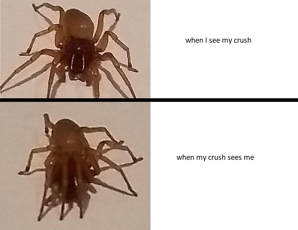 Got a few pics of a Dysdera in my bathroom and decided to meme em r