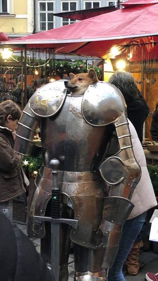 PsBattle dog as an armoured knight