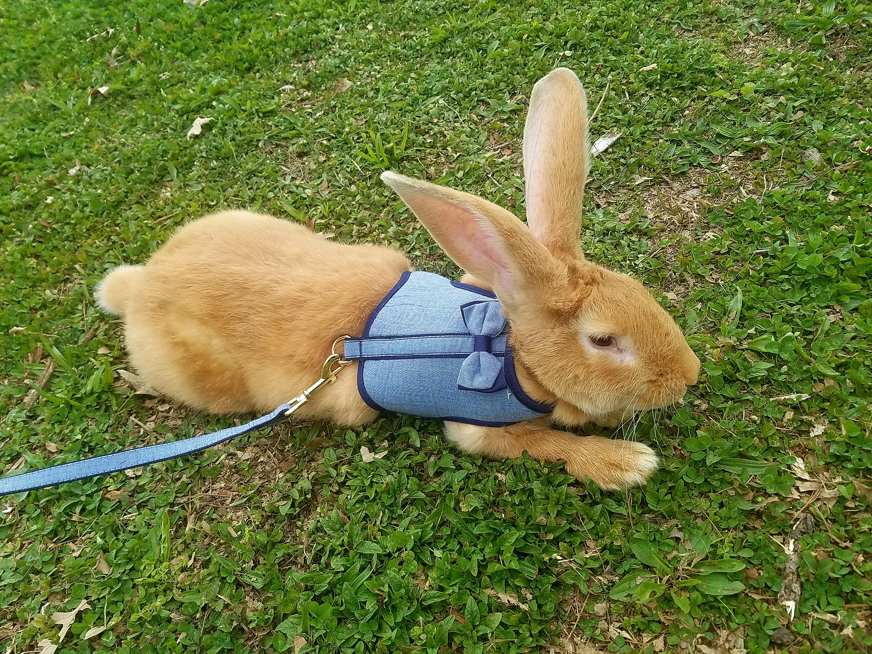 Fawn Flemish Giant Rabbit