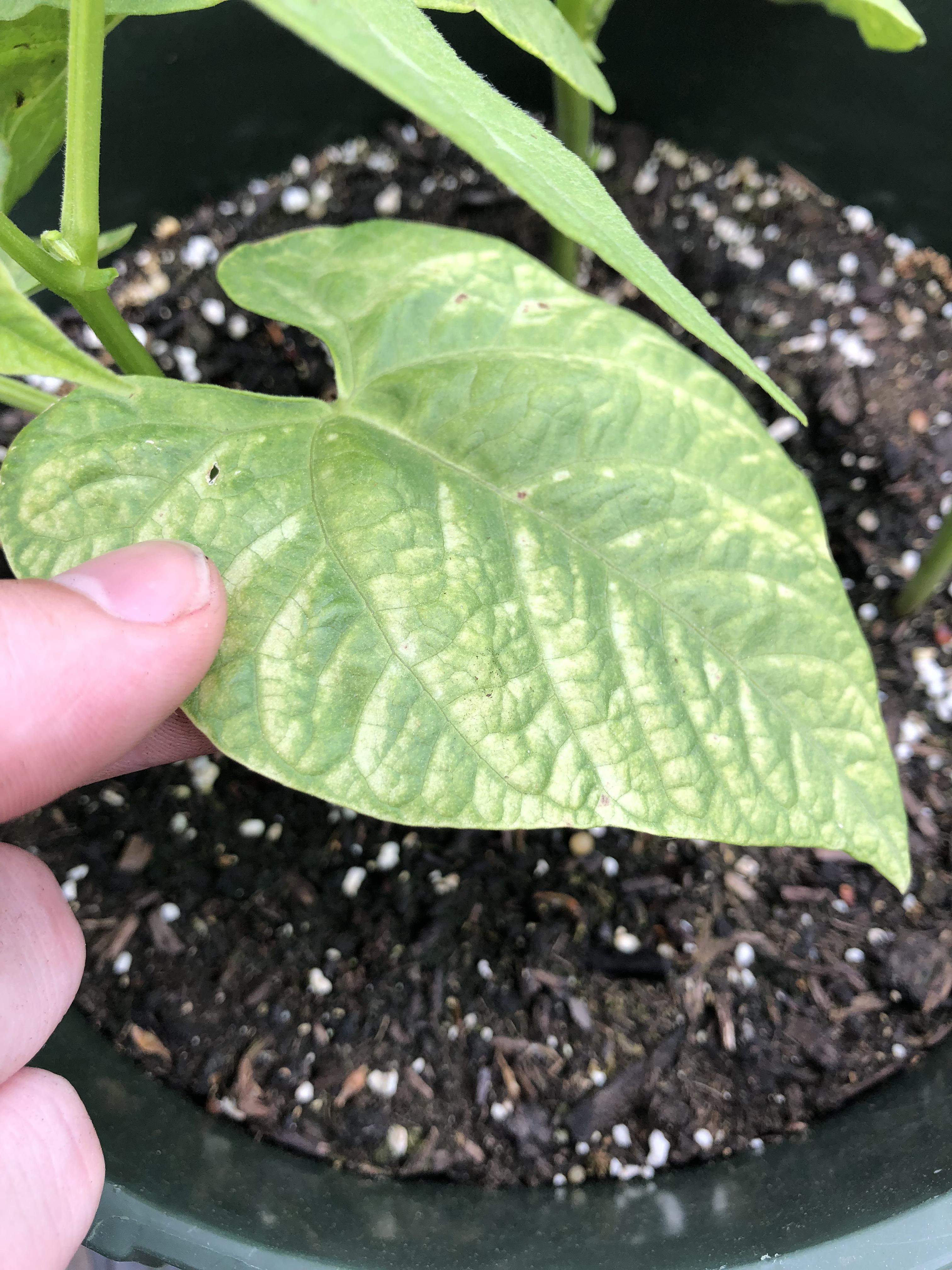 What is this yellowing on these beans and what should I do to fix it