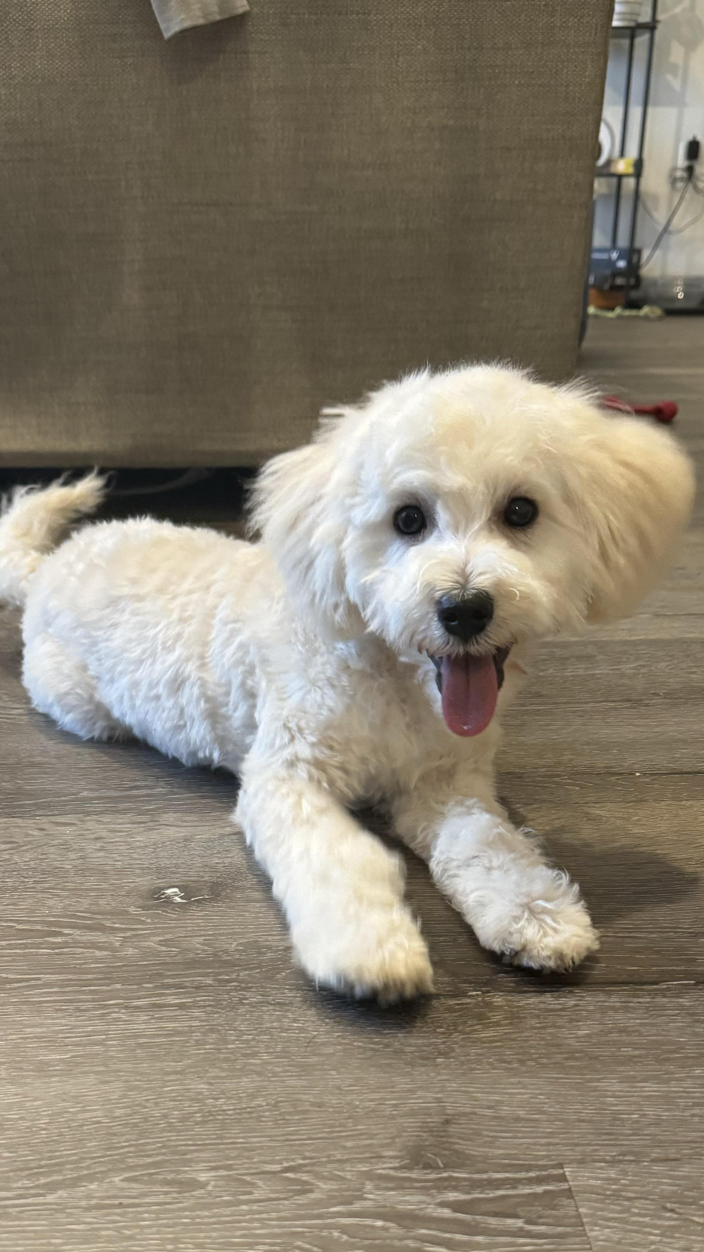 How much did/does your 6.5 month old Maltipoo weigh? And should I