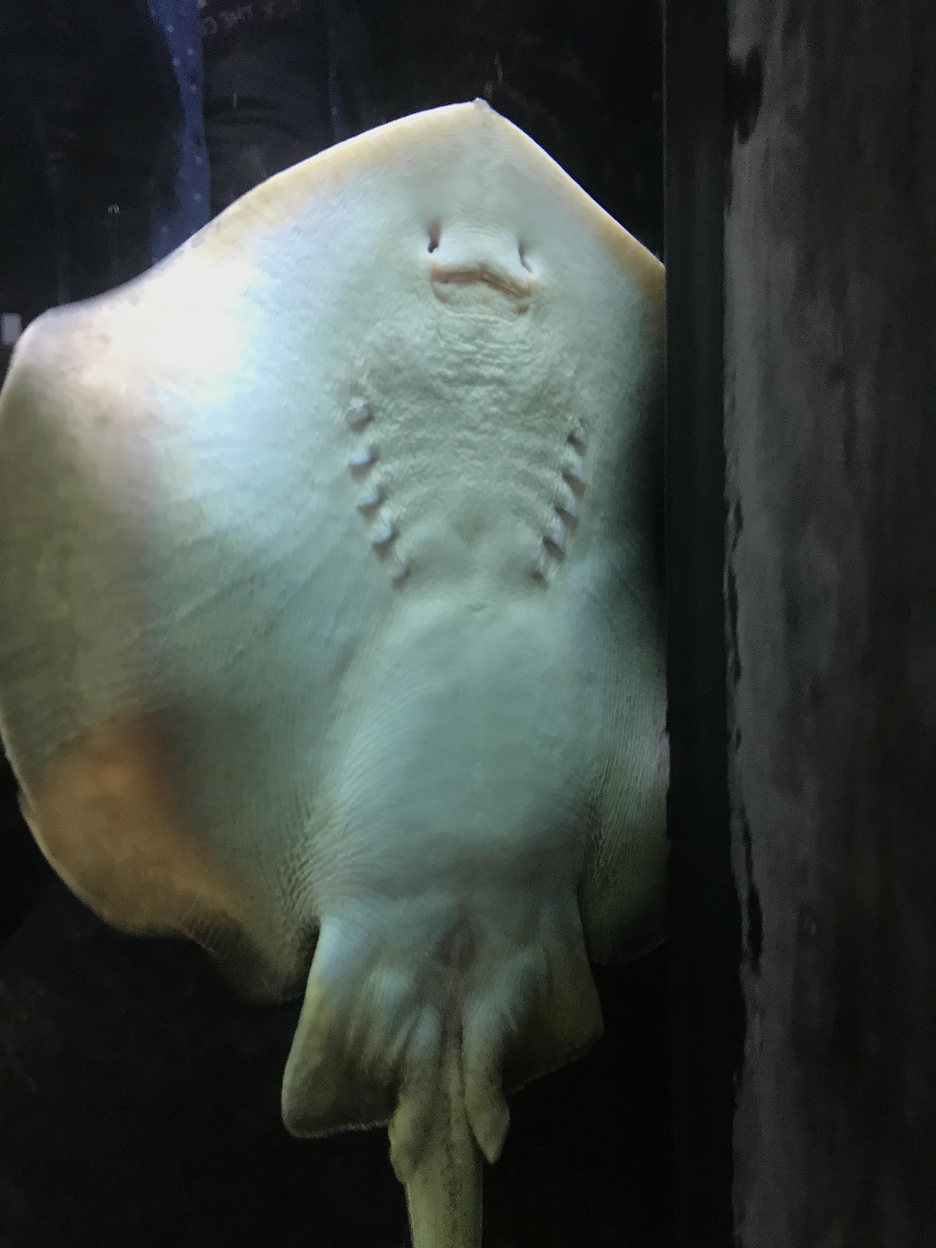 The underside of a bat ray at Monterey Bay Aquarium in California. Look
