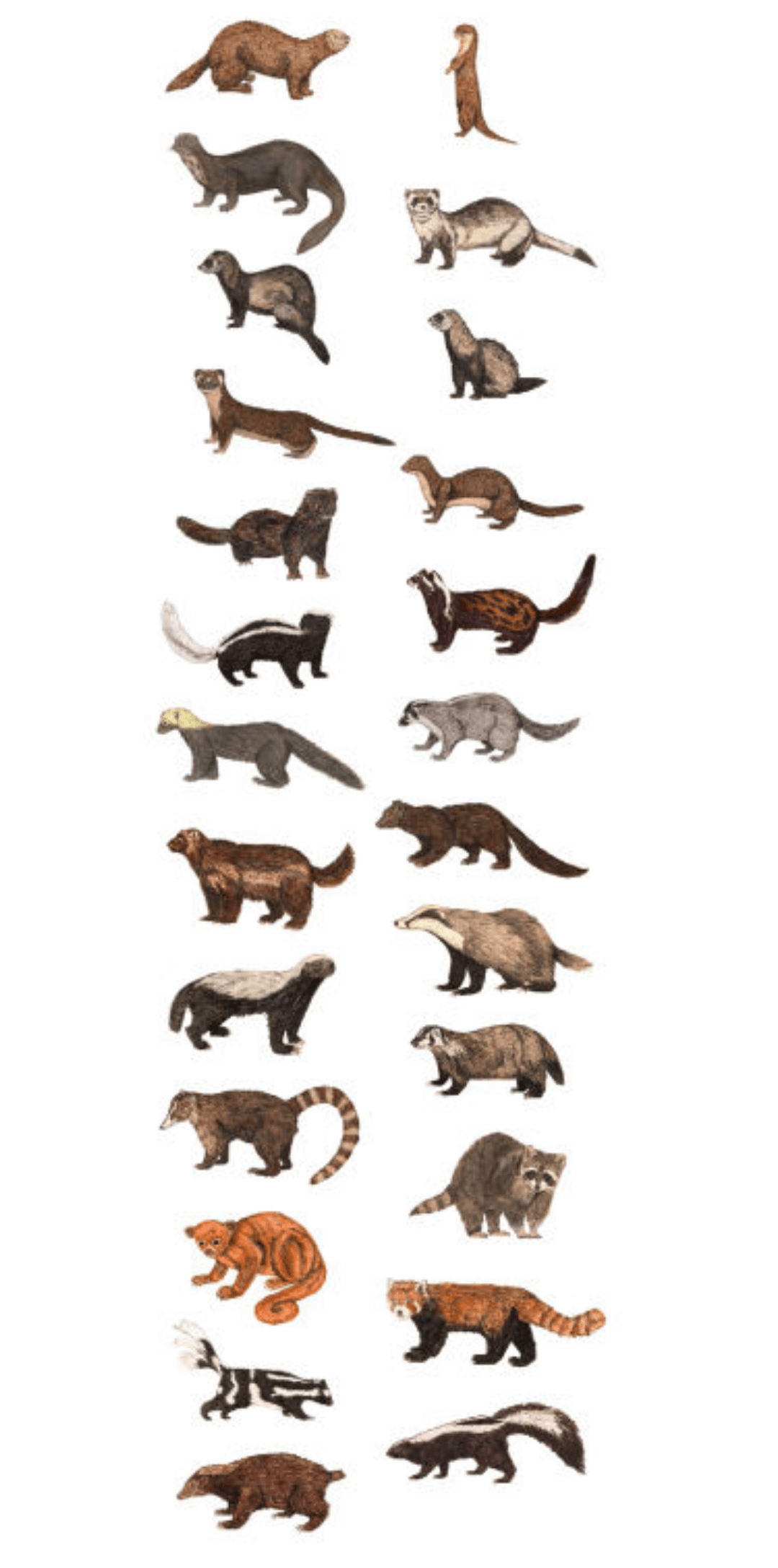 69 best r/mustelids images on Pholder Who did I find in NE Pennsylvania