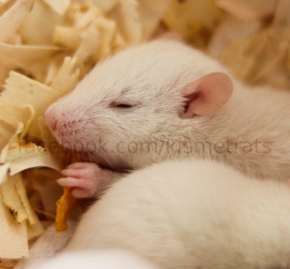 Baby's first cornflake r/RATS
