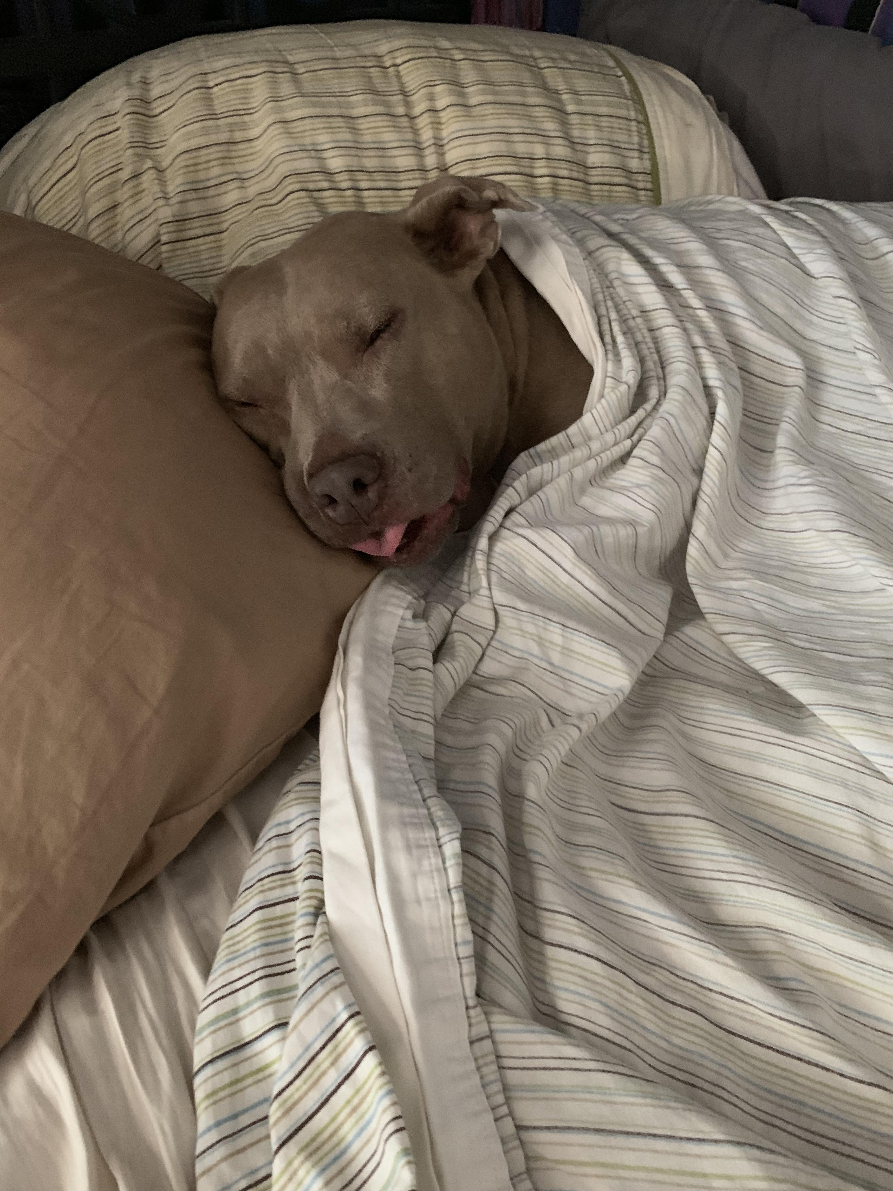 Lily loves sleeping under the covers r/TuckedInPuppies