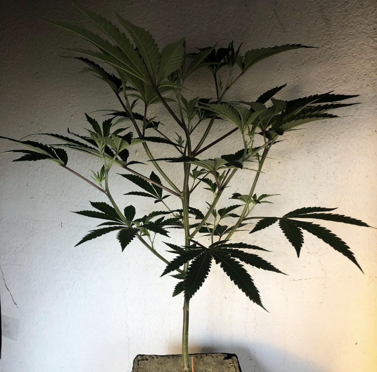 Wedding Cake x Gelato 33 microgrowery